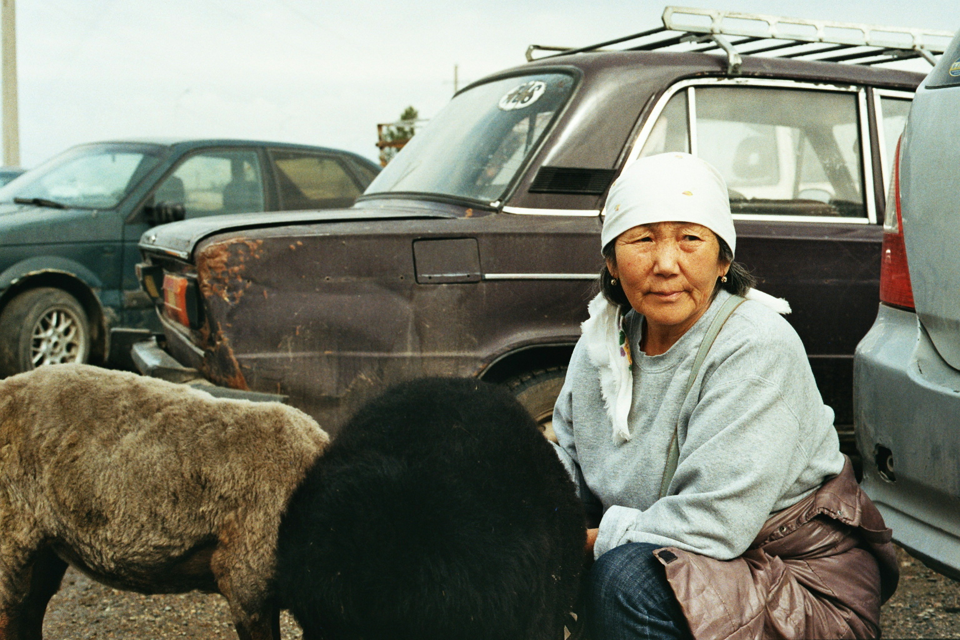 Woman with sheep in front of old cars
