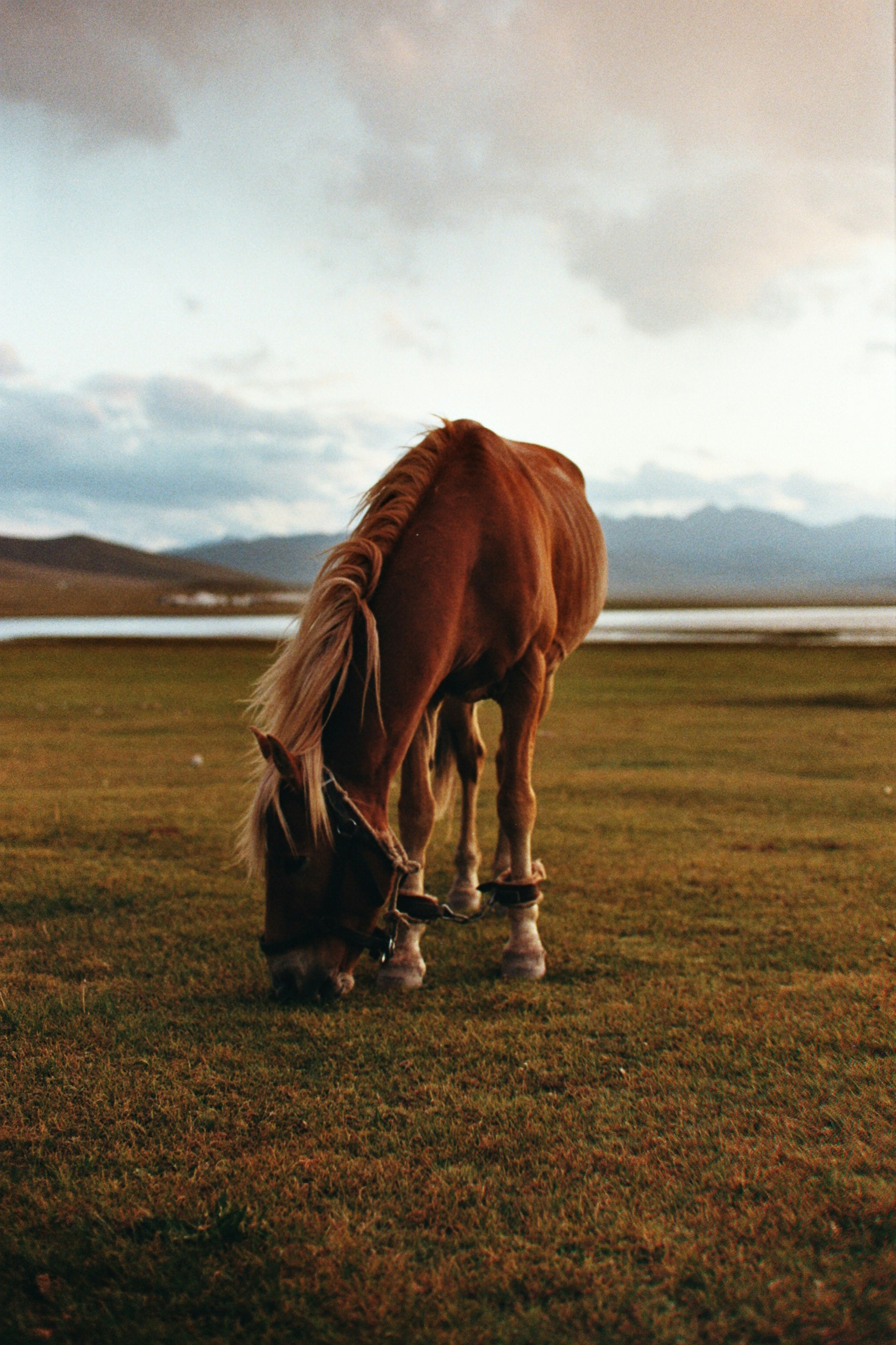 A brown horse grazing in a grassy field.