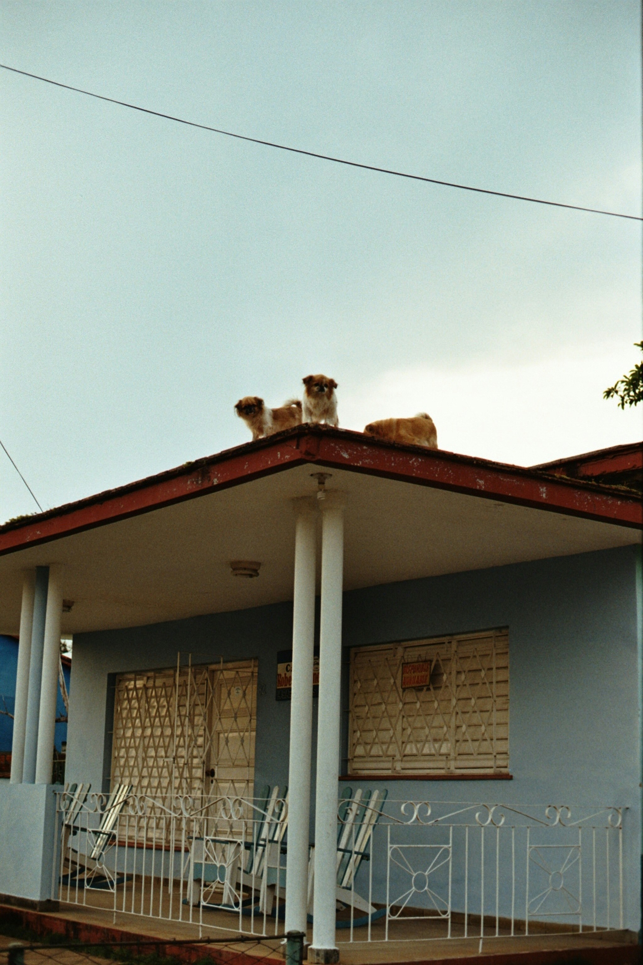 Three dogs sit on a house roof