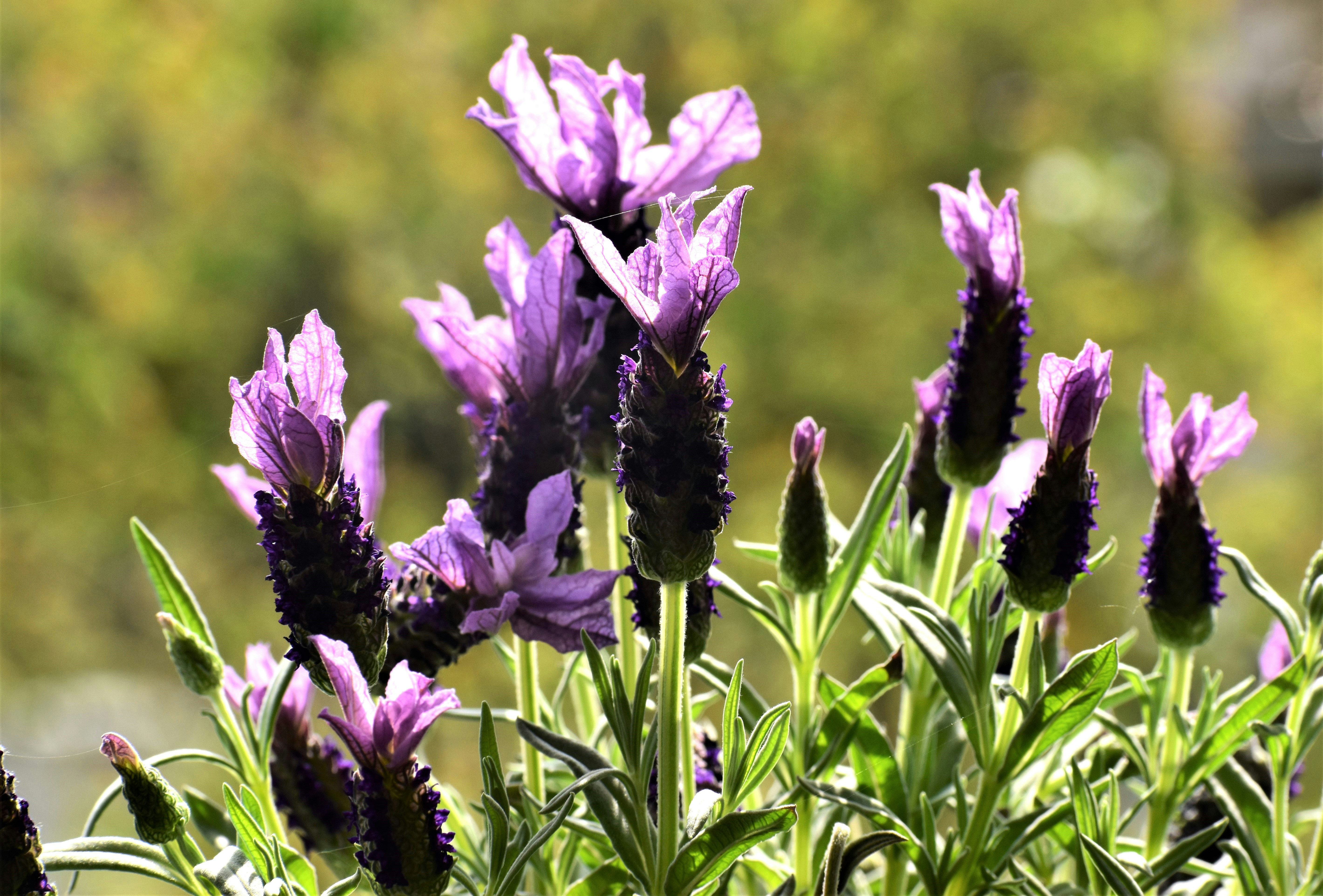 Purple lavender flowers blooming in sunlight