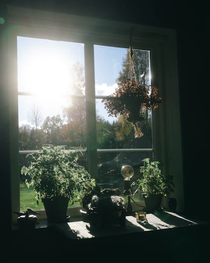 Sunlight streams through a window onto houseplants.