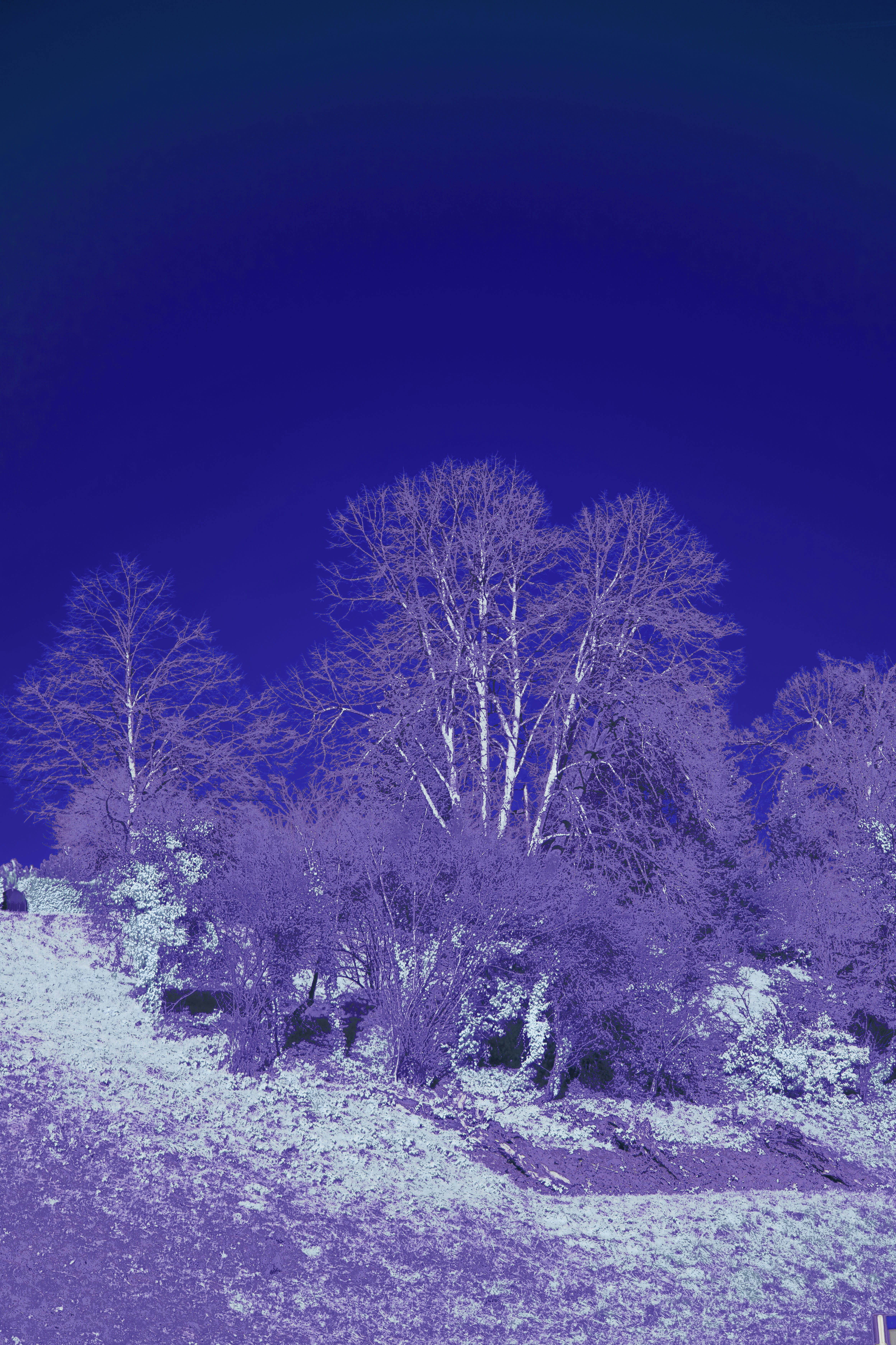 Photo by wolfgang_hasselmann