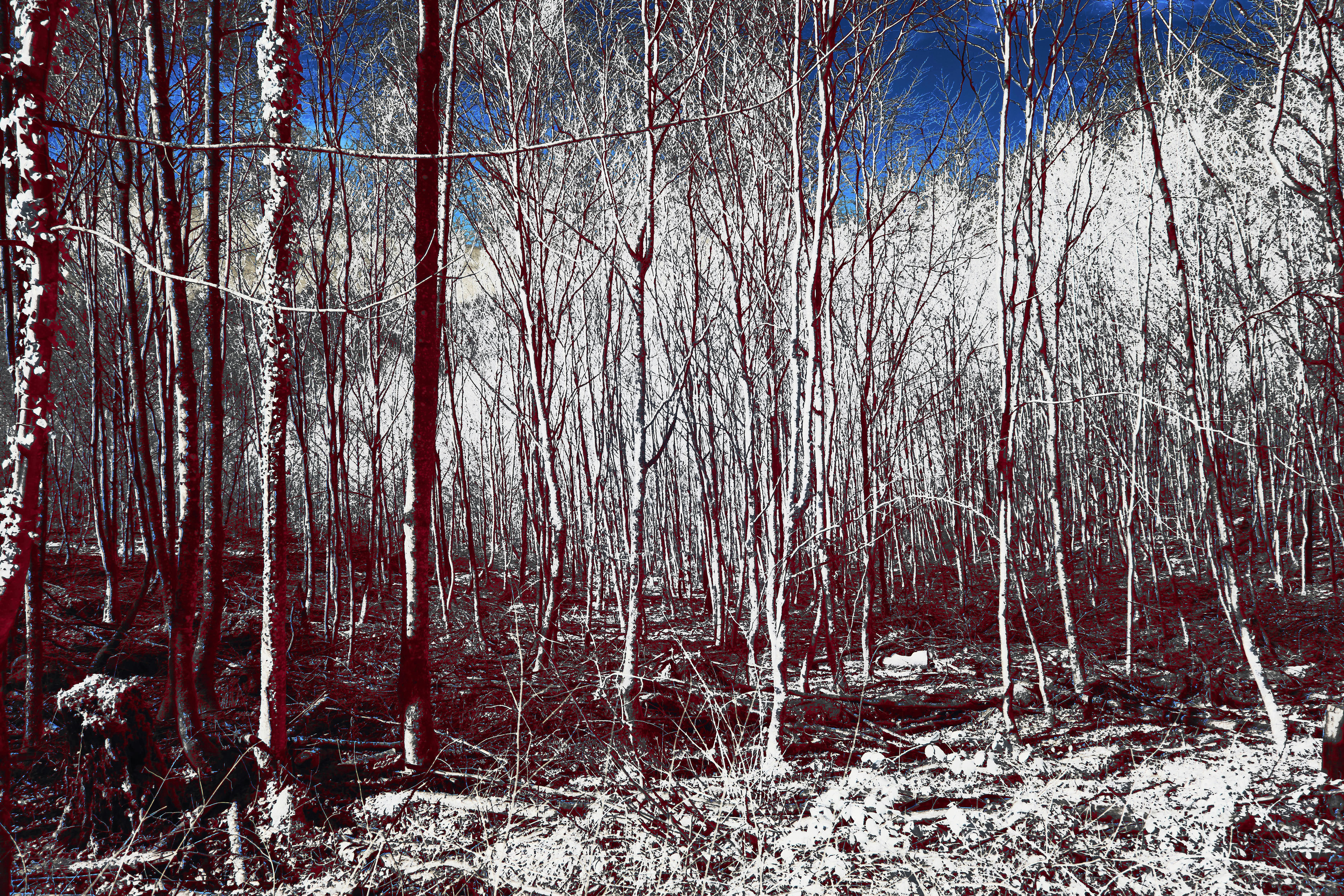 Photo by wolfgang_hasselmann