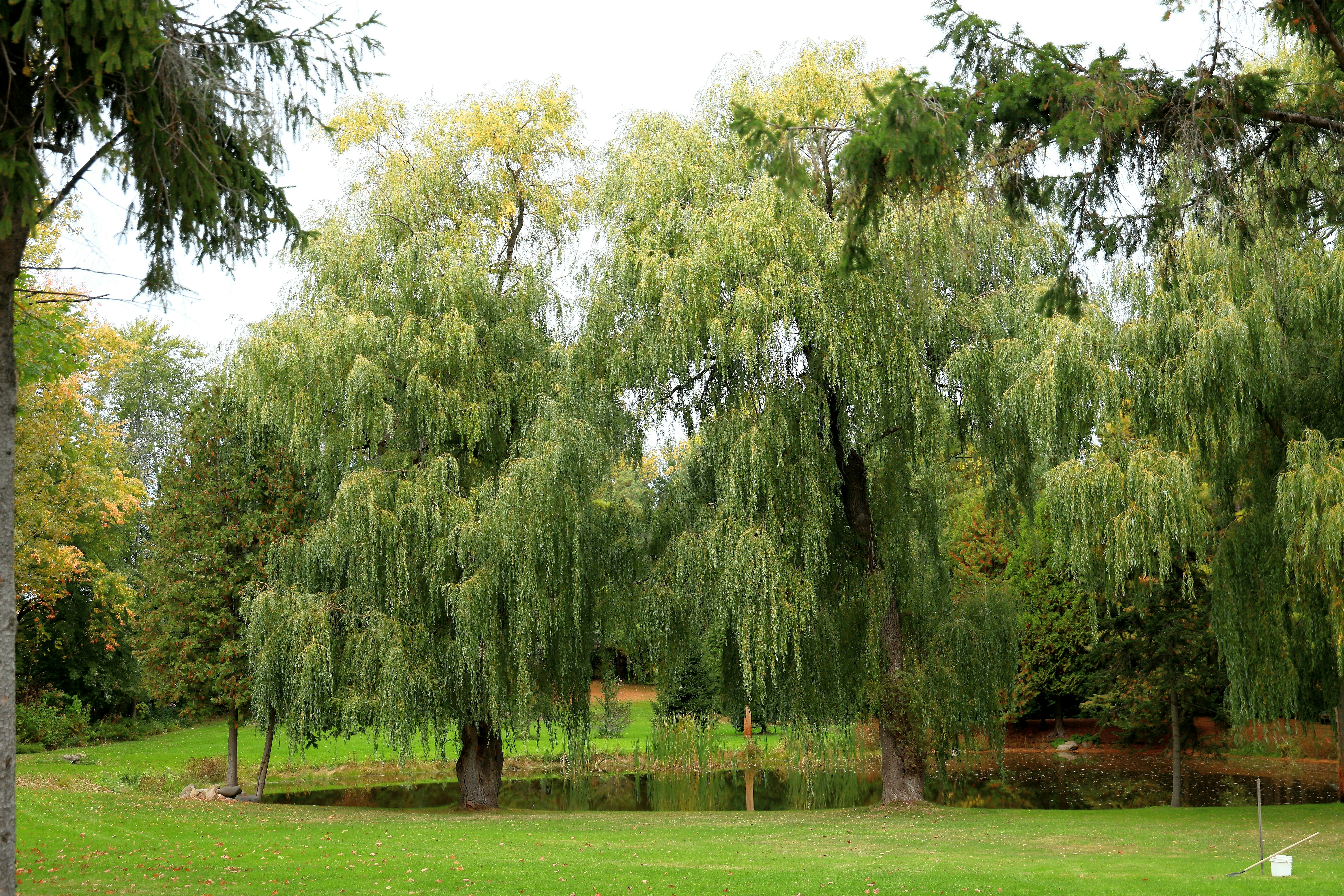 Photo by richardworks