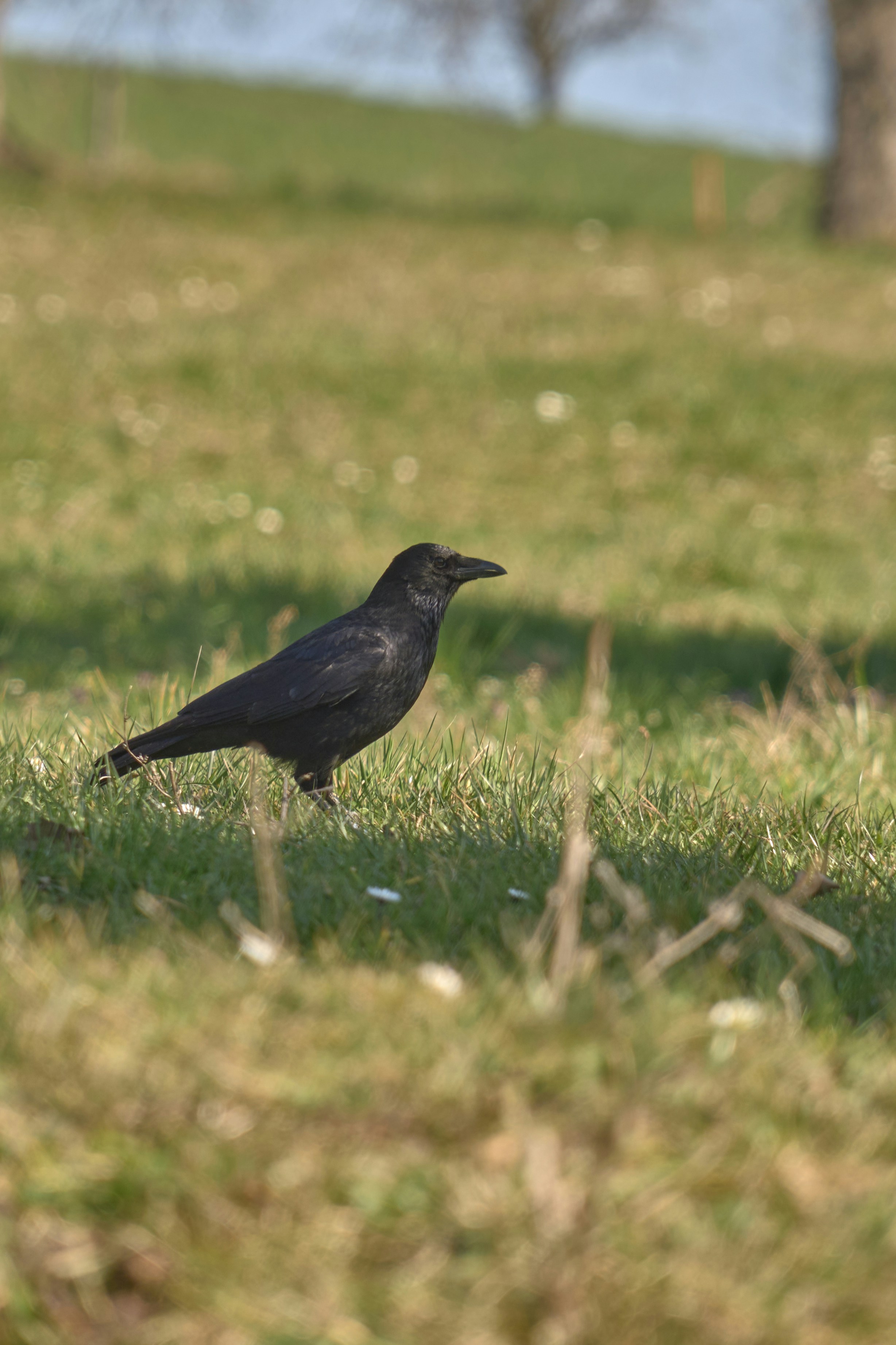 Photo by wolfgang_hasselmann