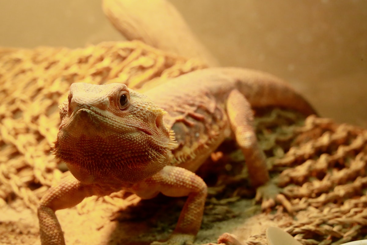 Large dry enclosure with rocky textures for reptiles