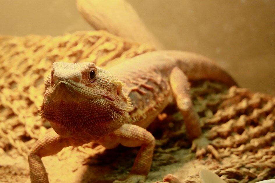 Stromausfall: Notfallplan für dein Terrarium und Aquarium — practical guide overview