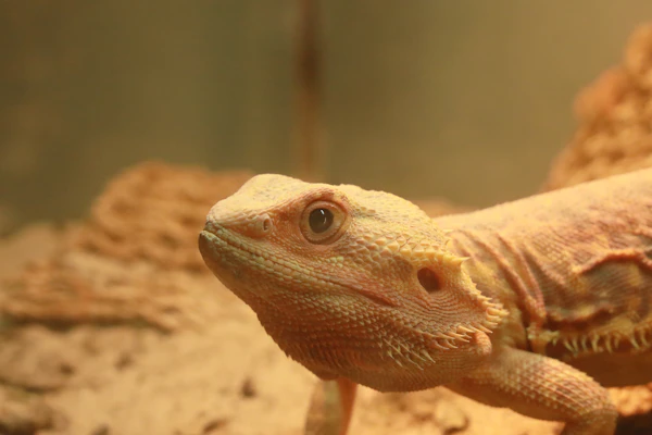 Reptile