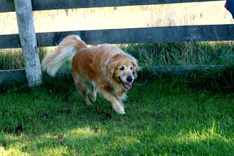 Golden retriever running on grass near fence