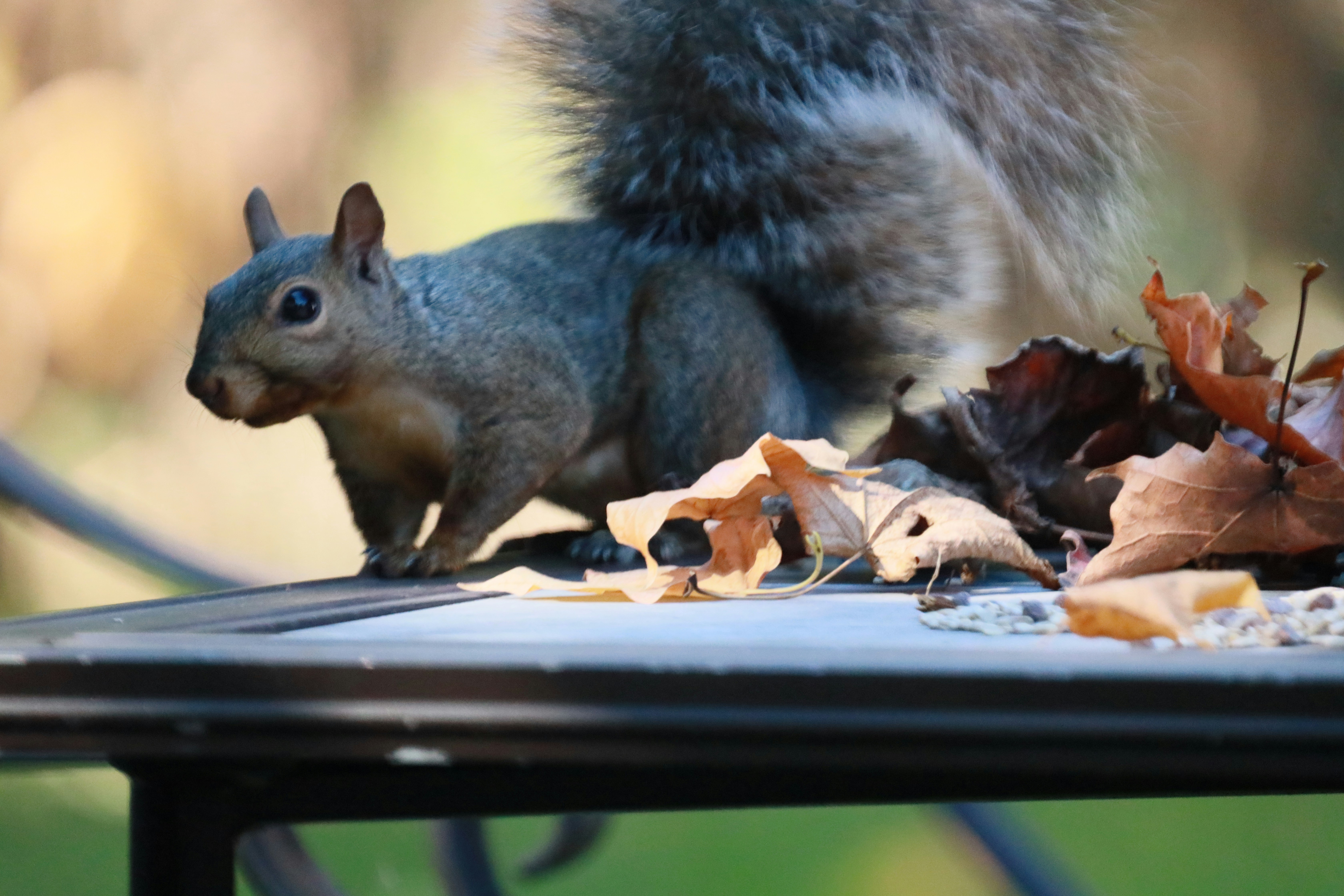 Squirrel on a table with autumn leaves