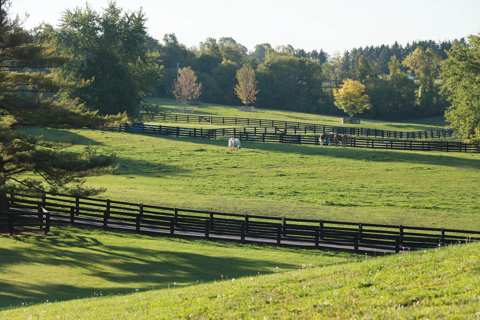 Horses grazing in a fenced green pasture