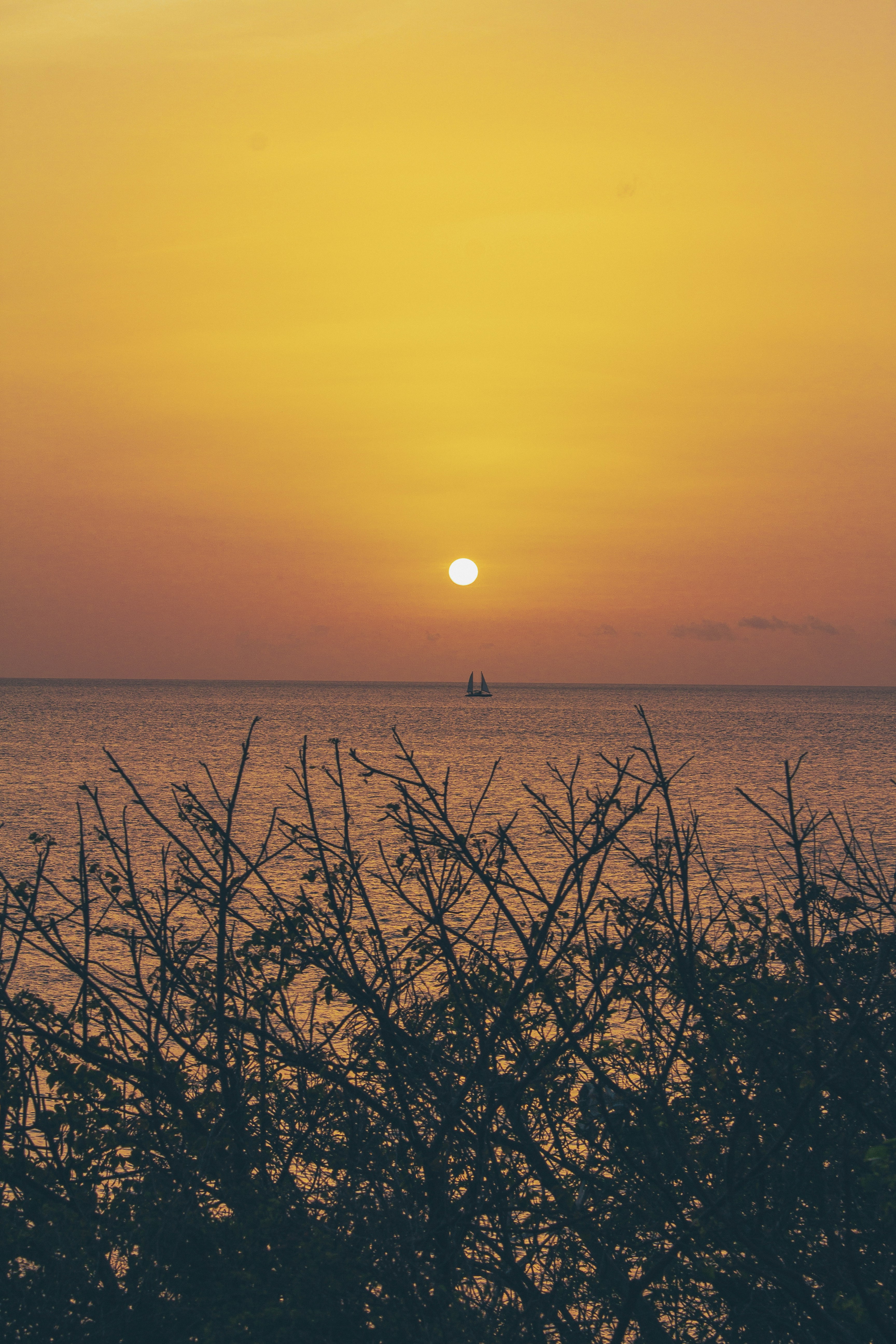 シルエットの枝を持つ夕暮れ時の海のヨット