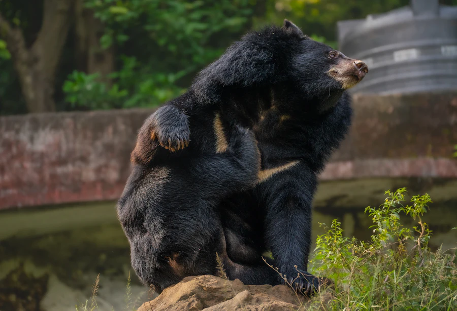 Indian sloth bear with its shaggy dark coat on rocky terrain