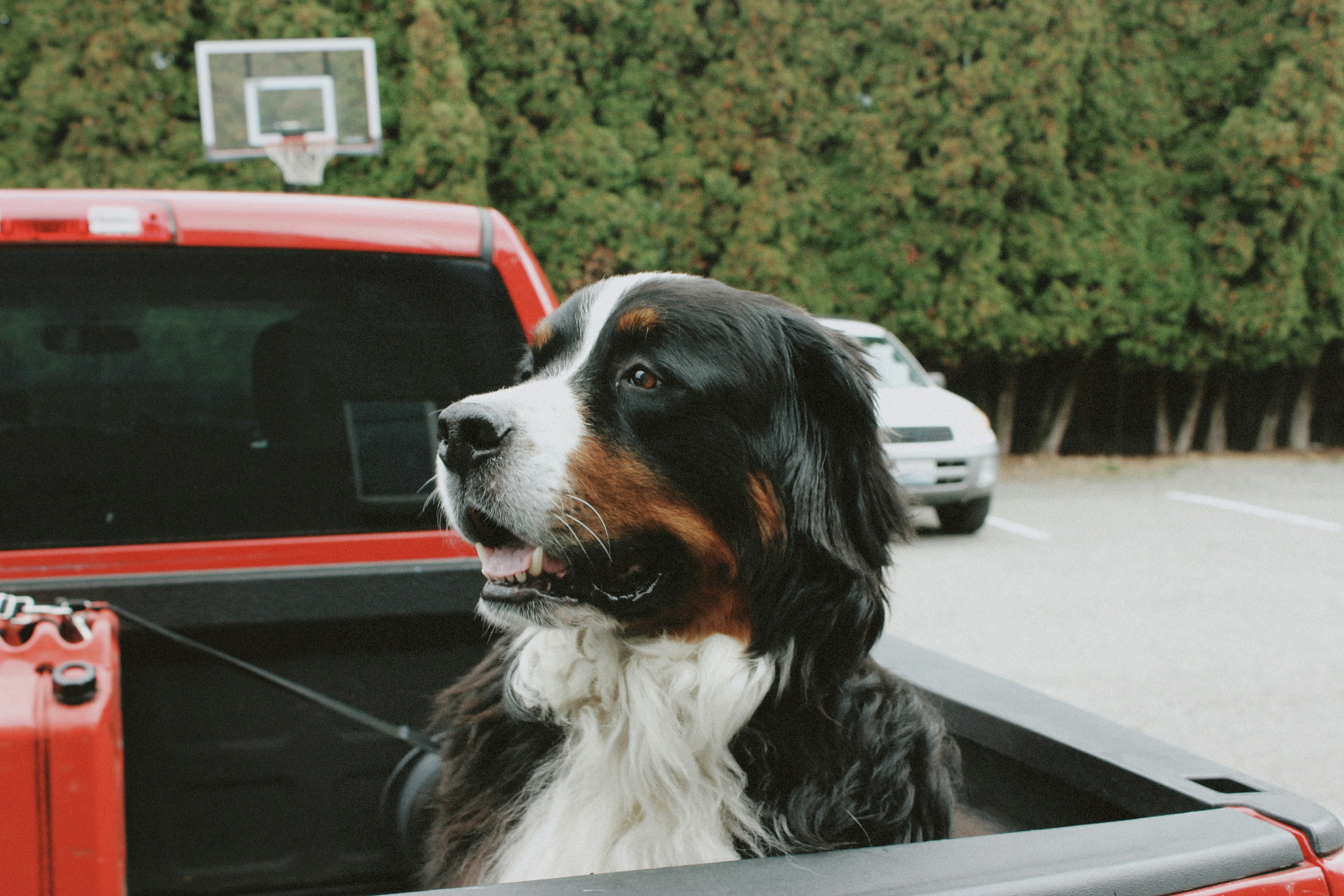 Traveling With Pets in 2026: How to Choose Pet‑Friendly Rentals and Avoid Fees