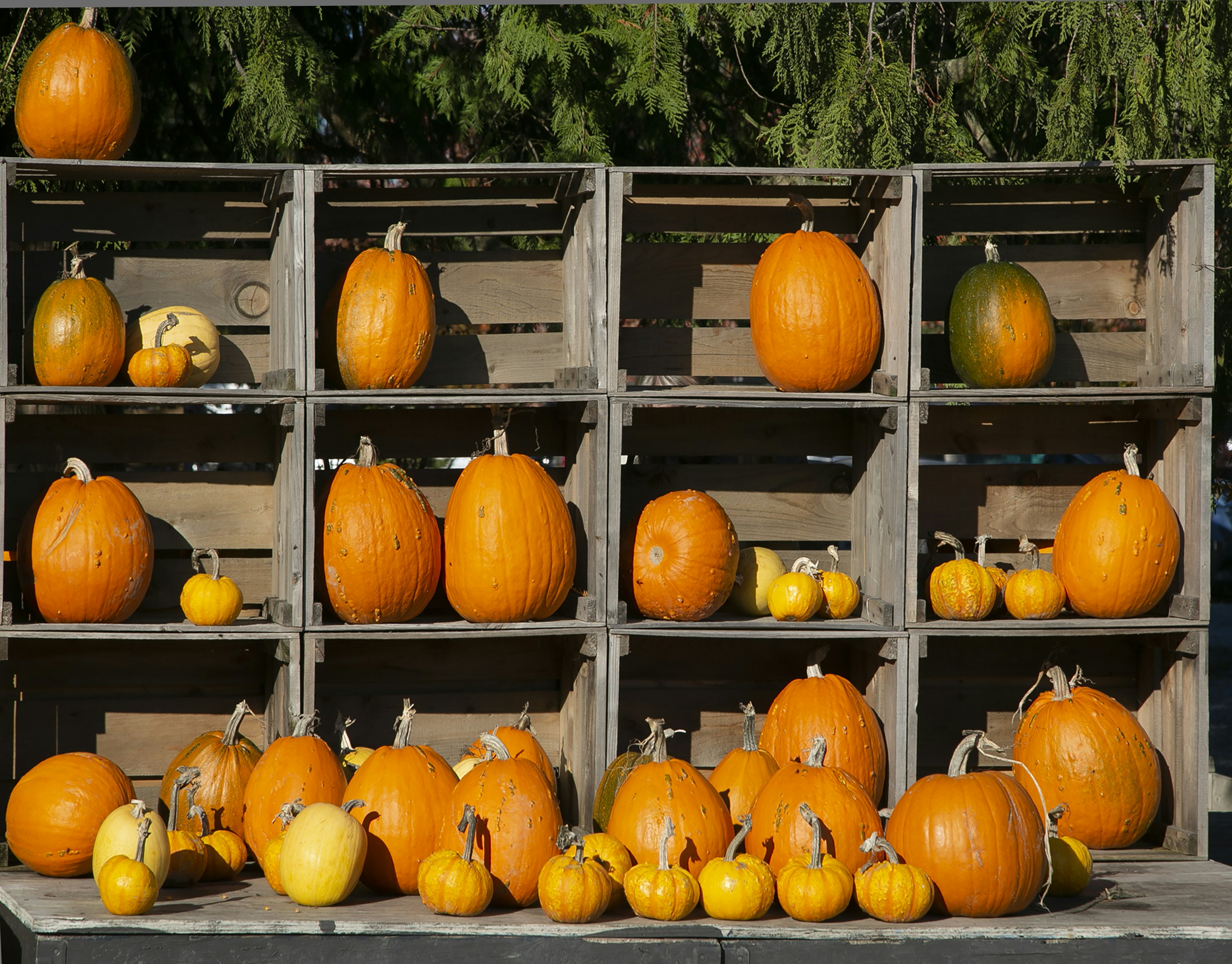 Various pumpkins and gourds displayed in wooden crates.