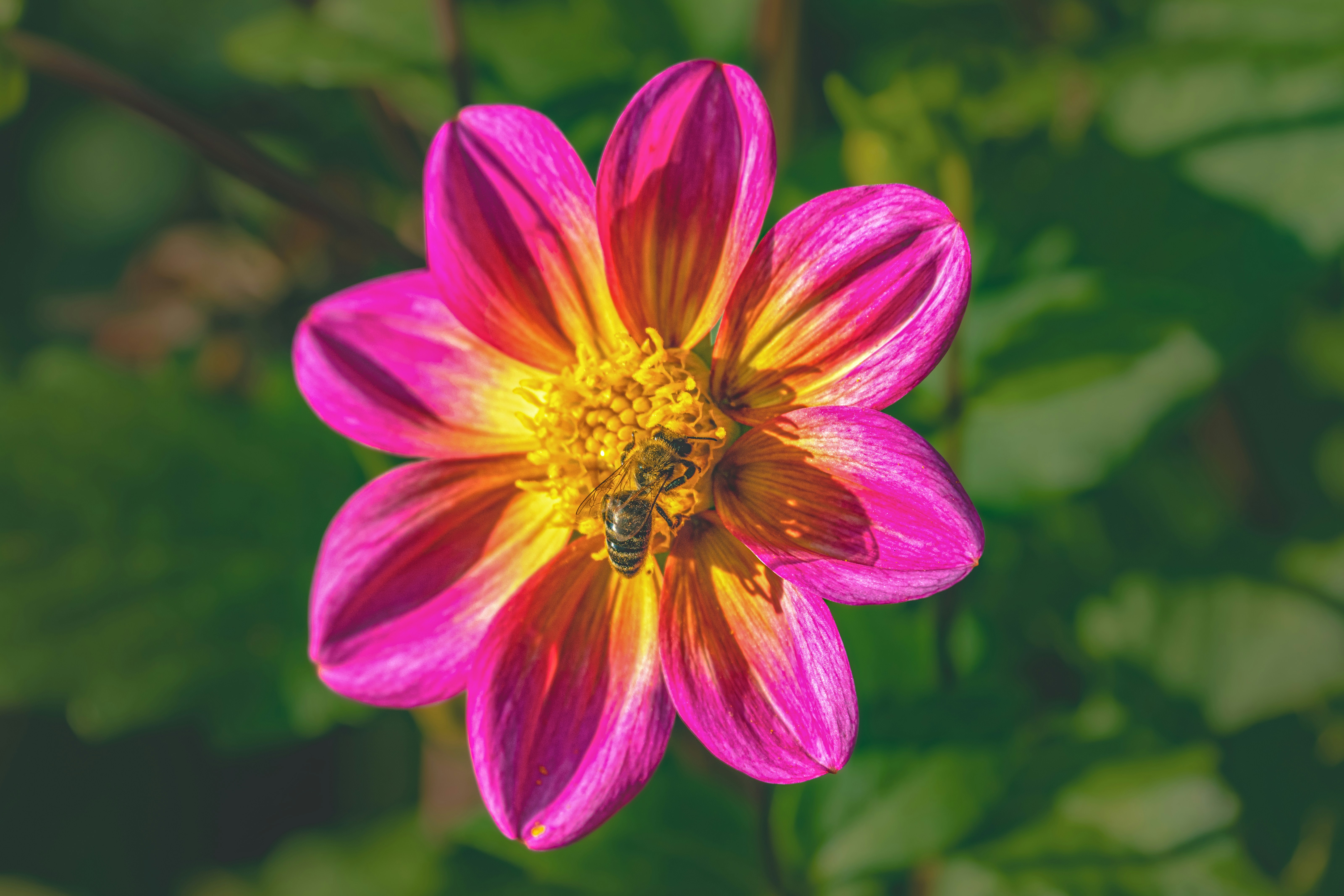 Photo by siegfriedpoepperl