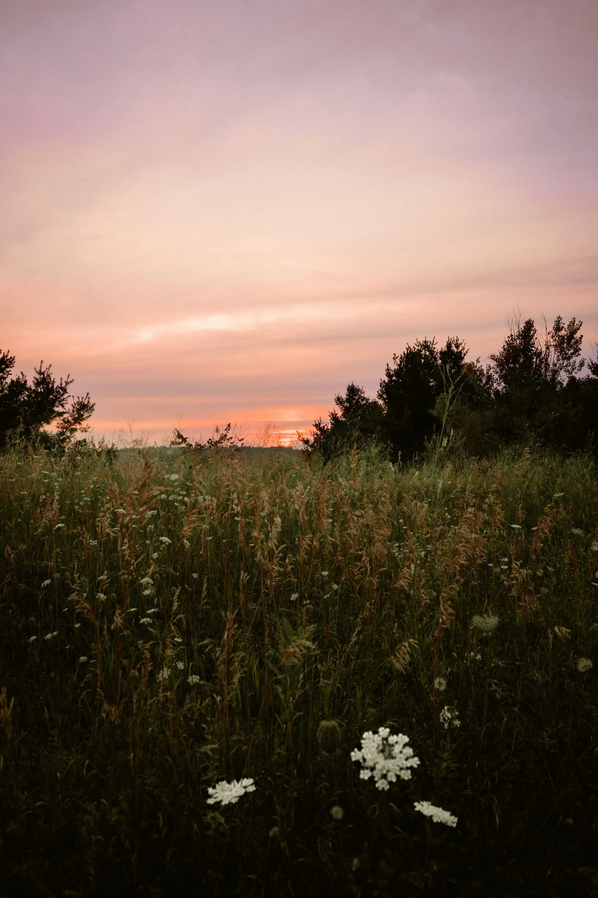 Wildflowers in a field at sunset