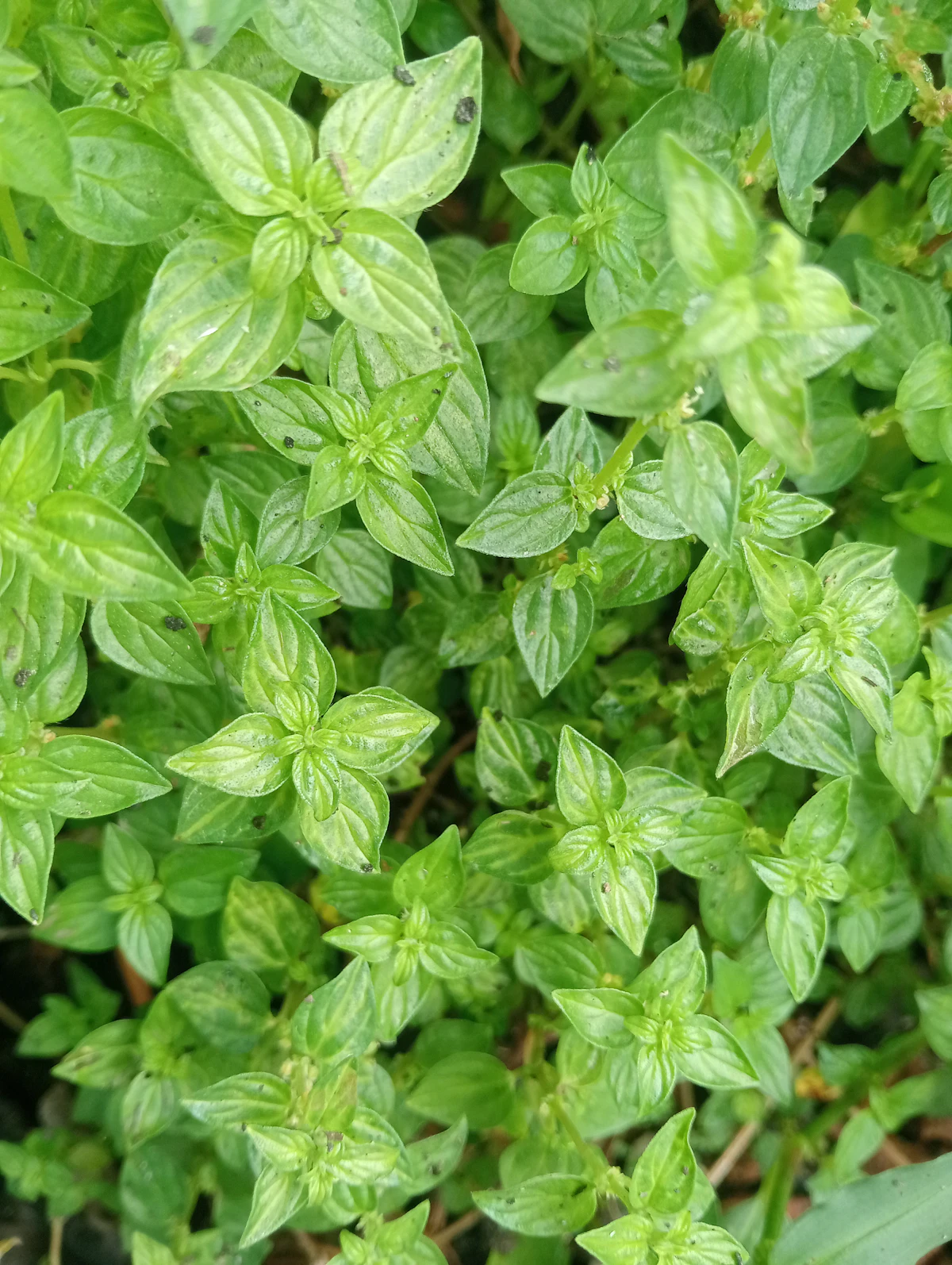 A dense cluster of vibrant green leaves