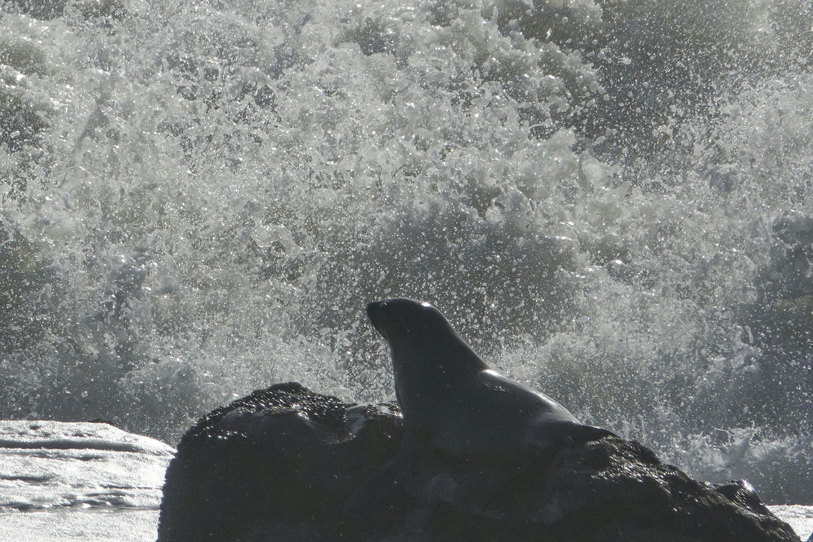 A seal sits on a rock with waves crashing behind.