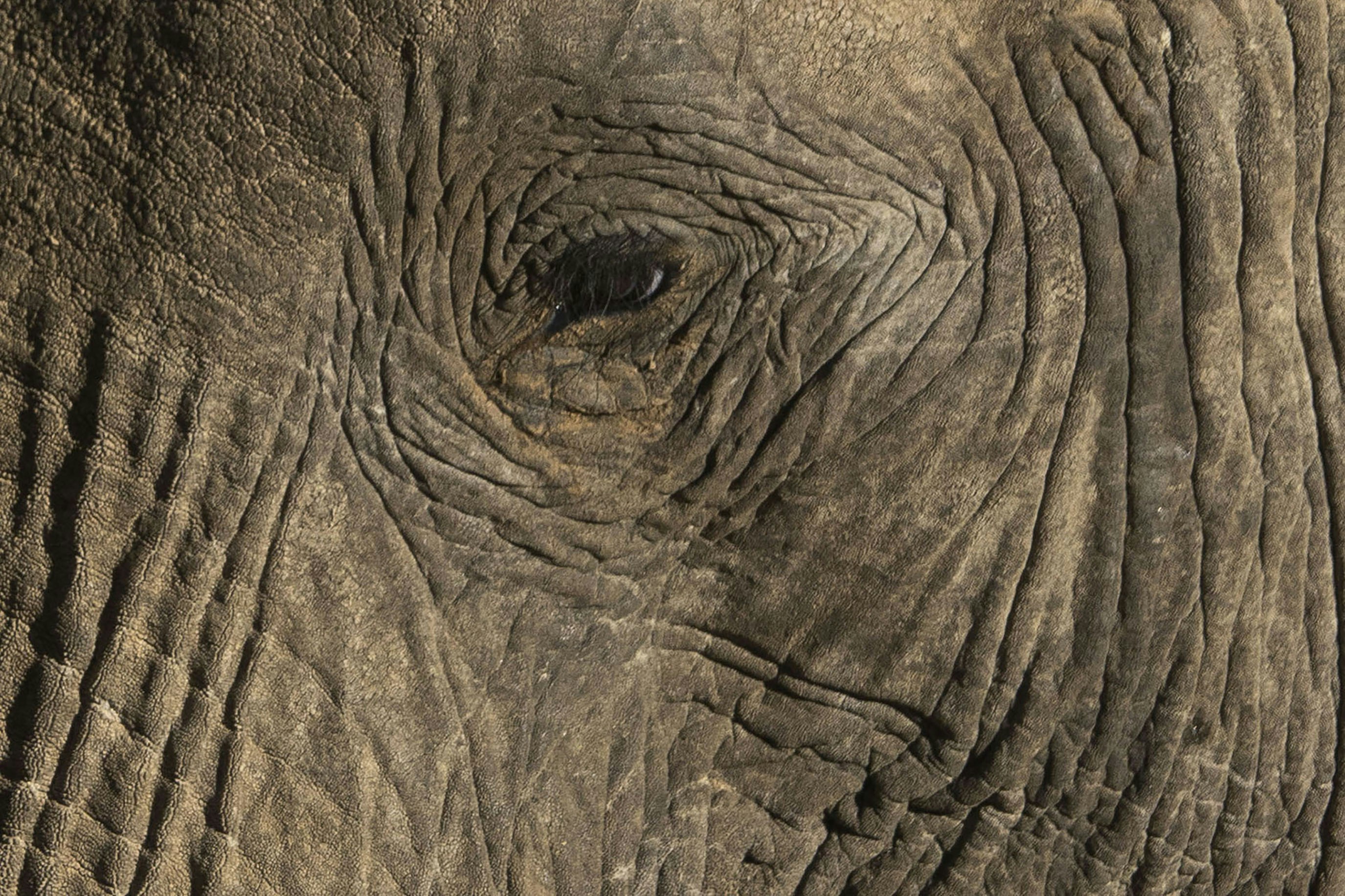 Close-up of an elephant's wrinkled skin and eye.