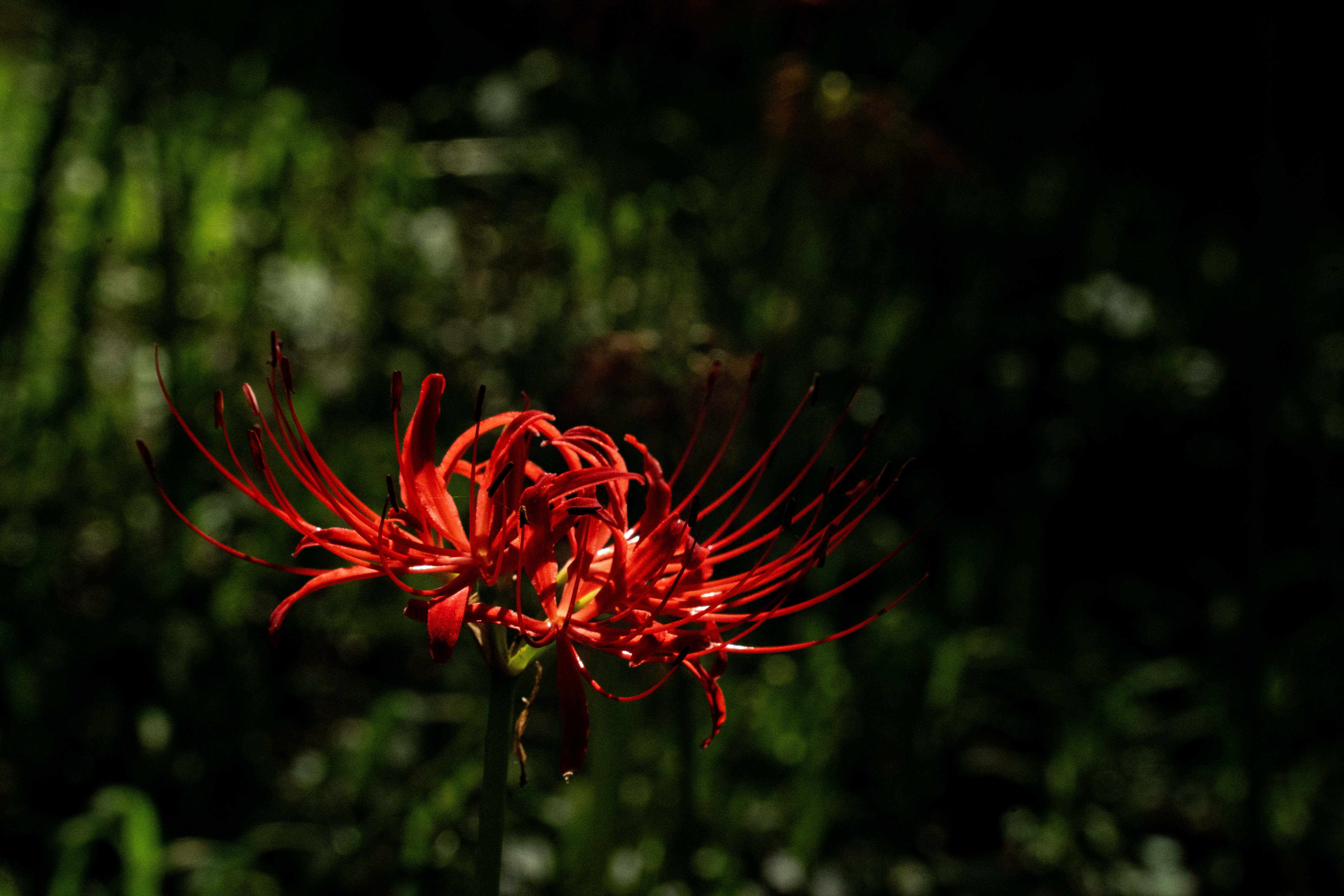 Photo by kent_shimazaki