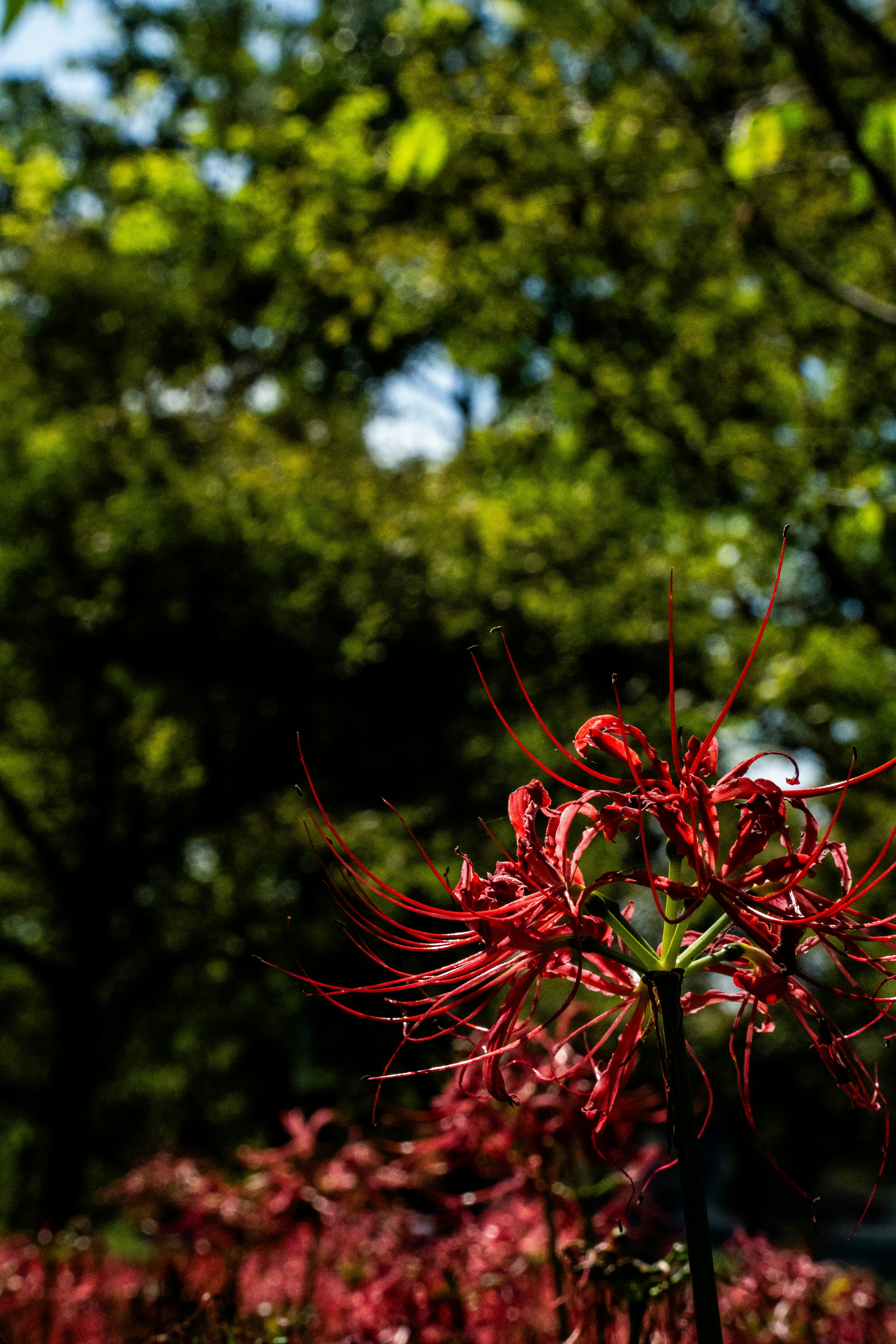 Red spider lilies bloom in a sun-dappled forest