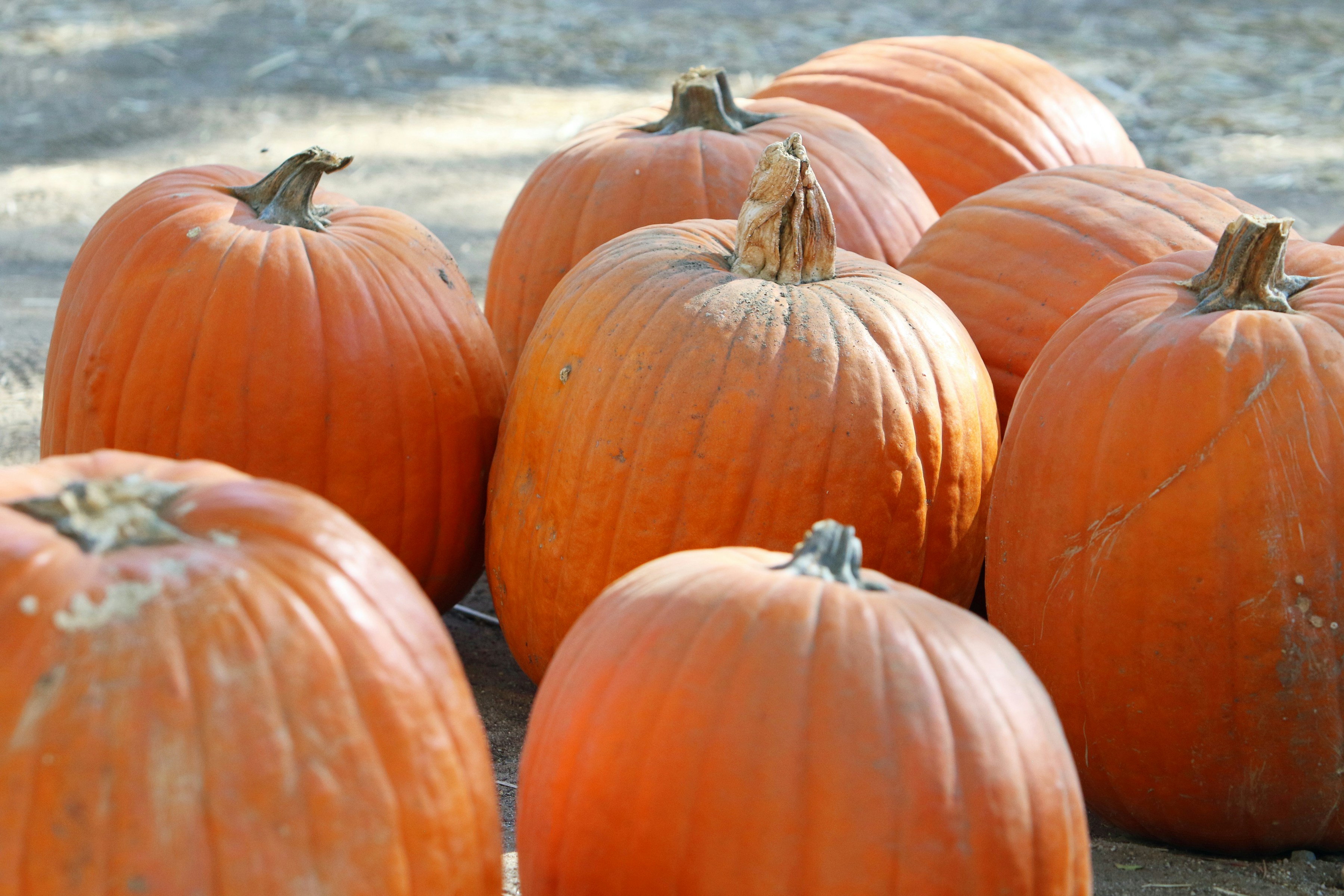 Healthy crops after using our products