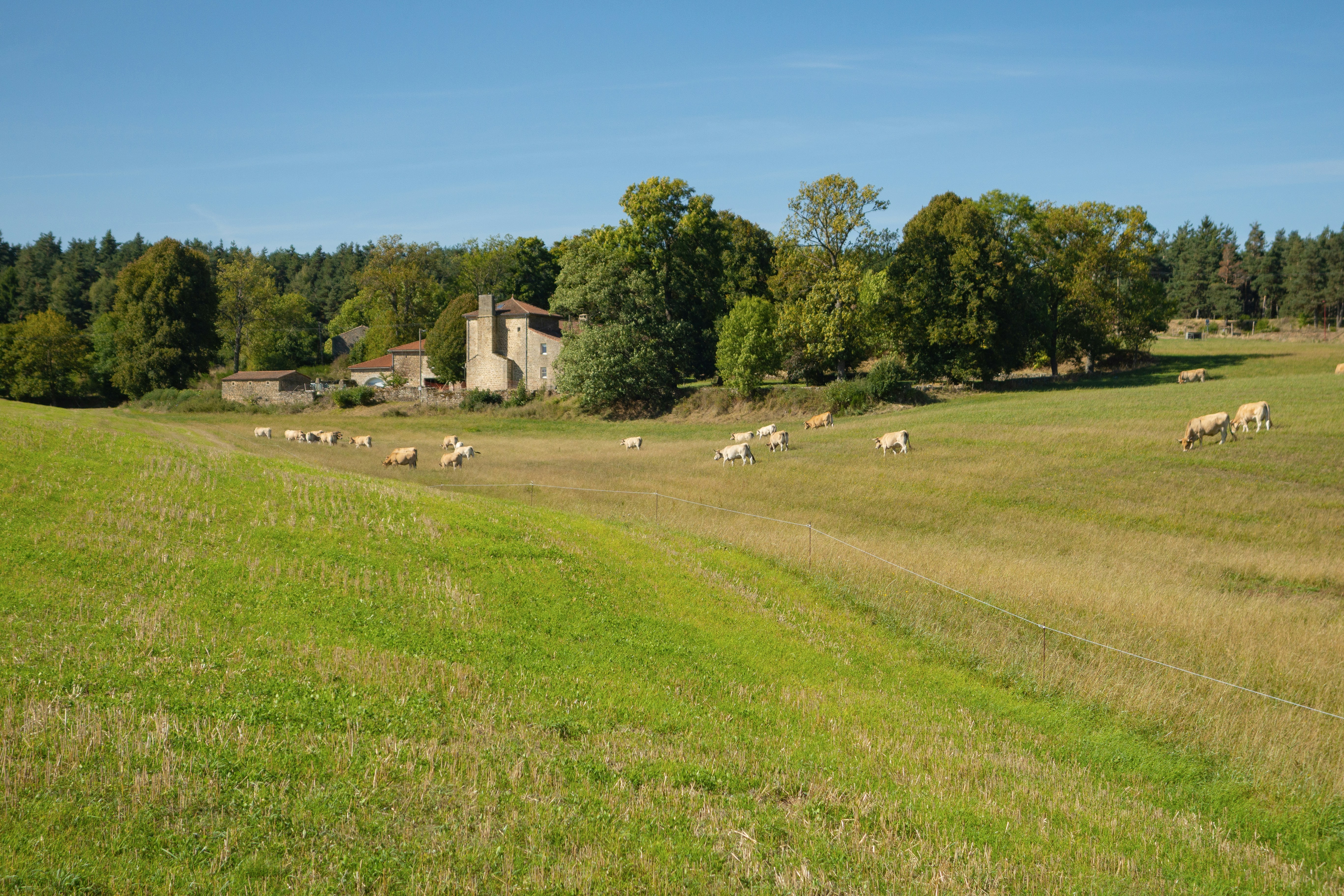 Sheep grazing in a grassy field near a stone building.