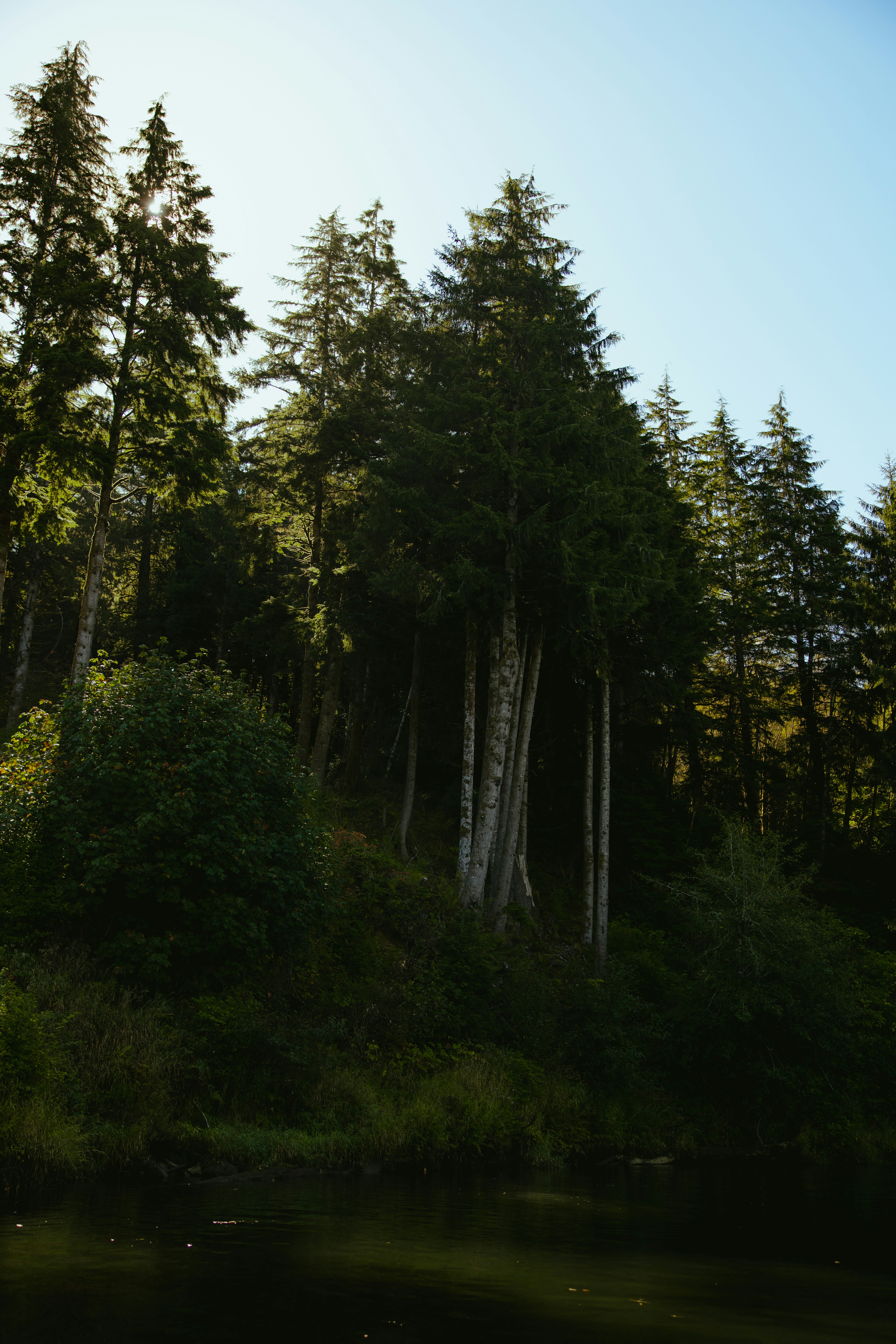 Tall evergreen trees on a grassy hillside