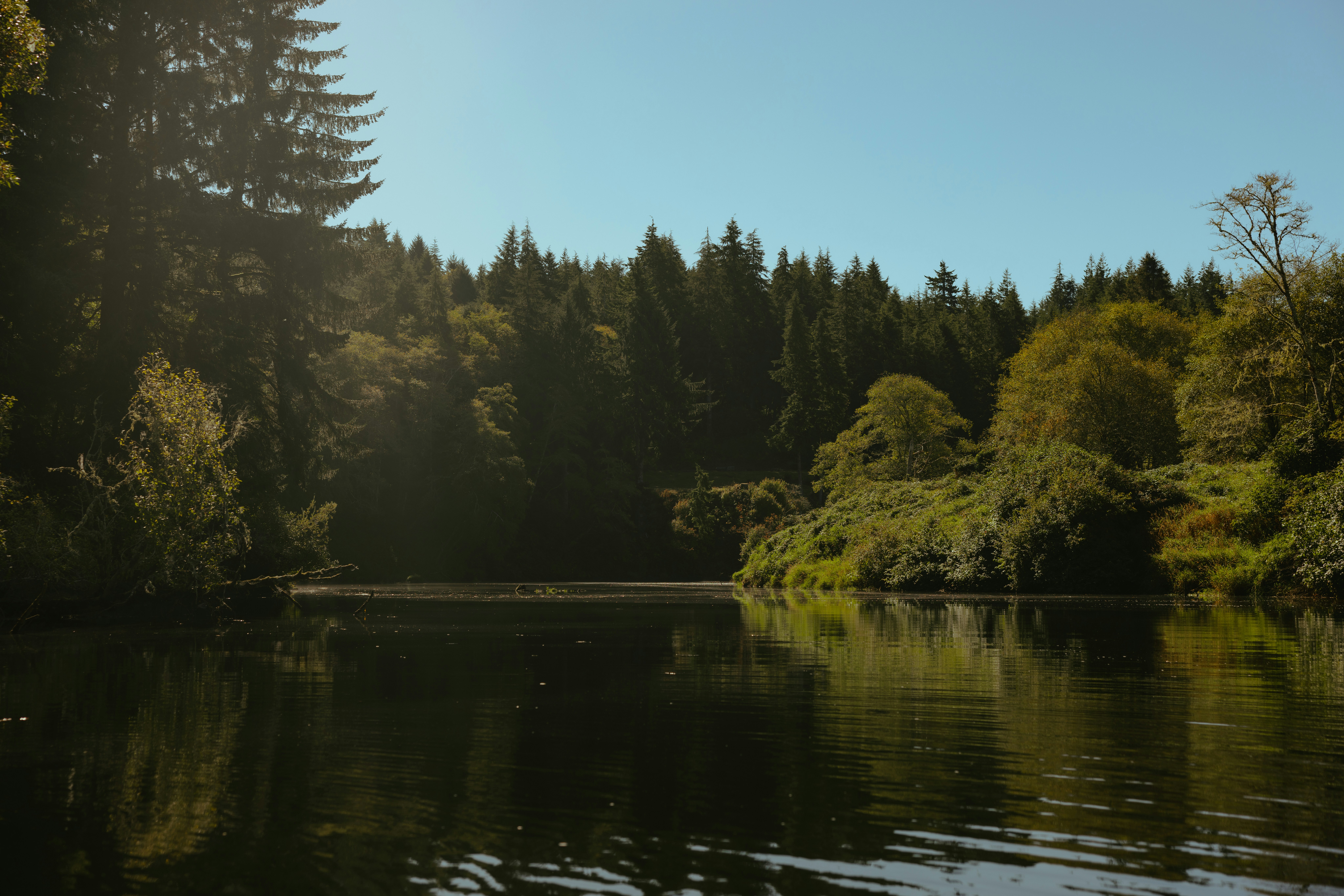 Calm lake surrounded by lush green forest
