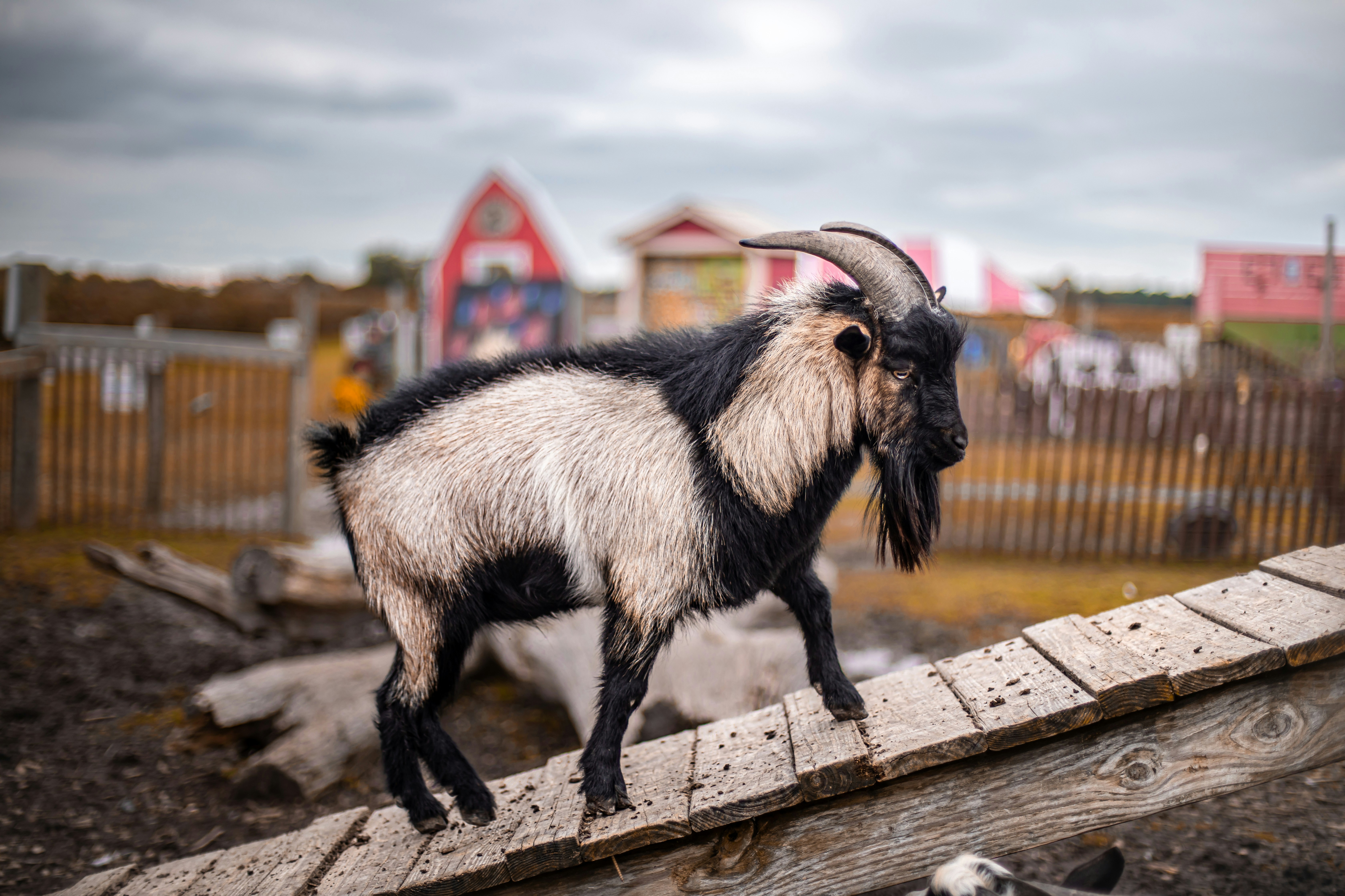 Cherry Crest Adventure Farm