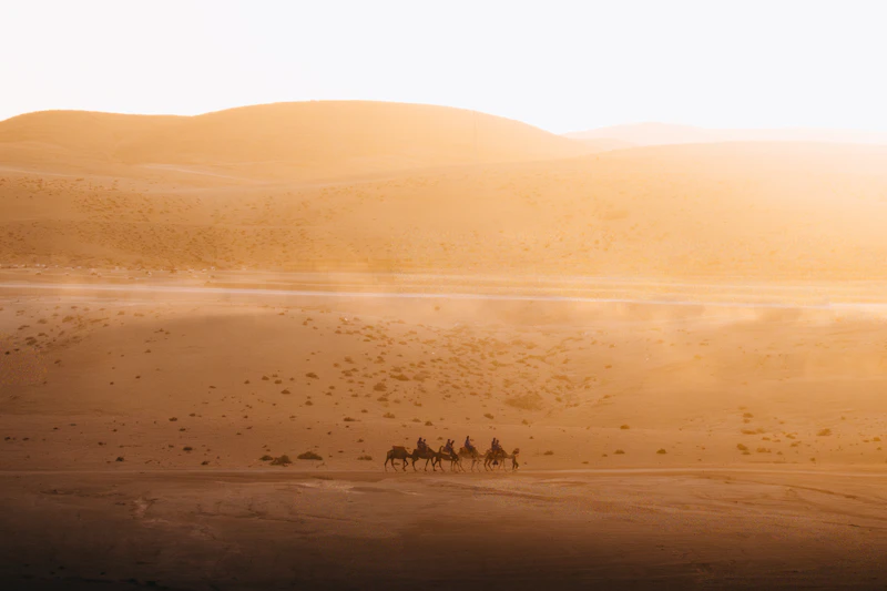 Camel caravan crossing the Sahara dunes at sunset in Mauritania