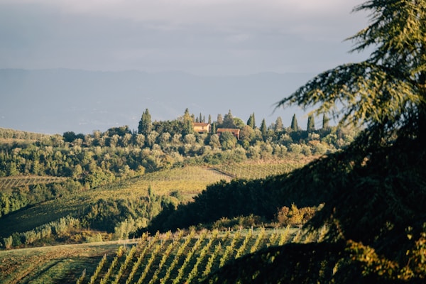 Tuscany vineyard landscape