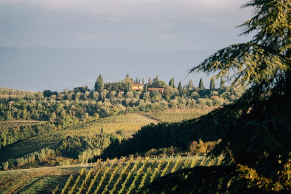 Wine Tasting Experience