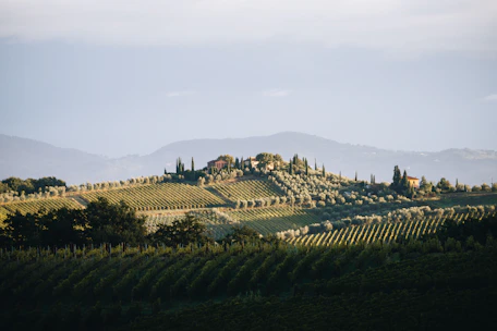 Rolling hills with vineyards and olive groves