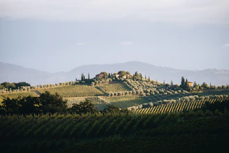 Rolling hills with vineyards and olive groves