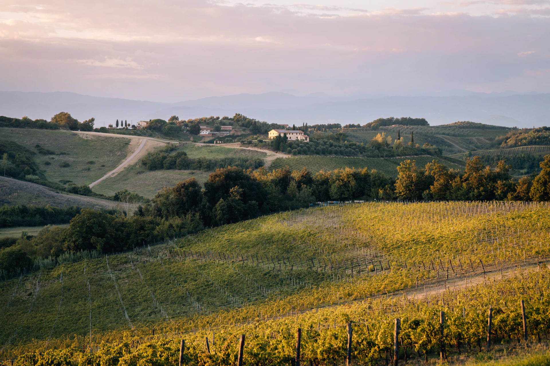 Rolling hills with vineyards at sunset