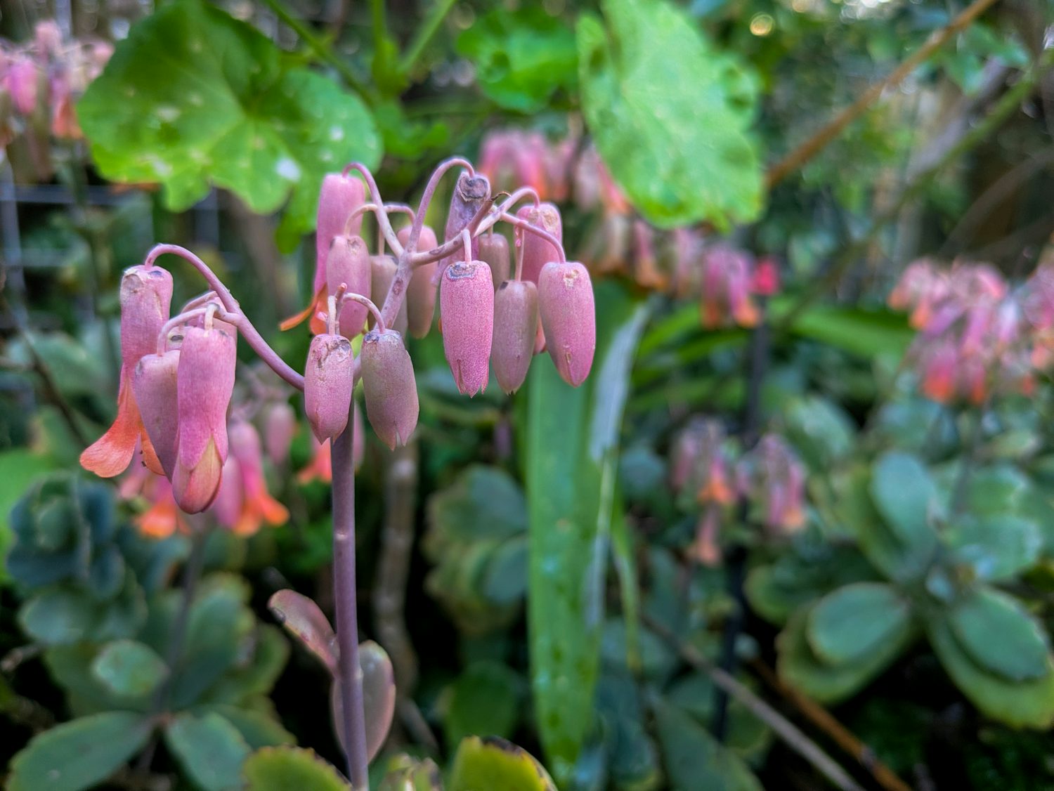 Tubular pink elongated flower buds dangling towards the floor in a manner similar to an inverted chandelier. Out of focus in the background are assorted green plants.