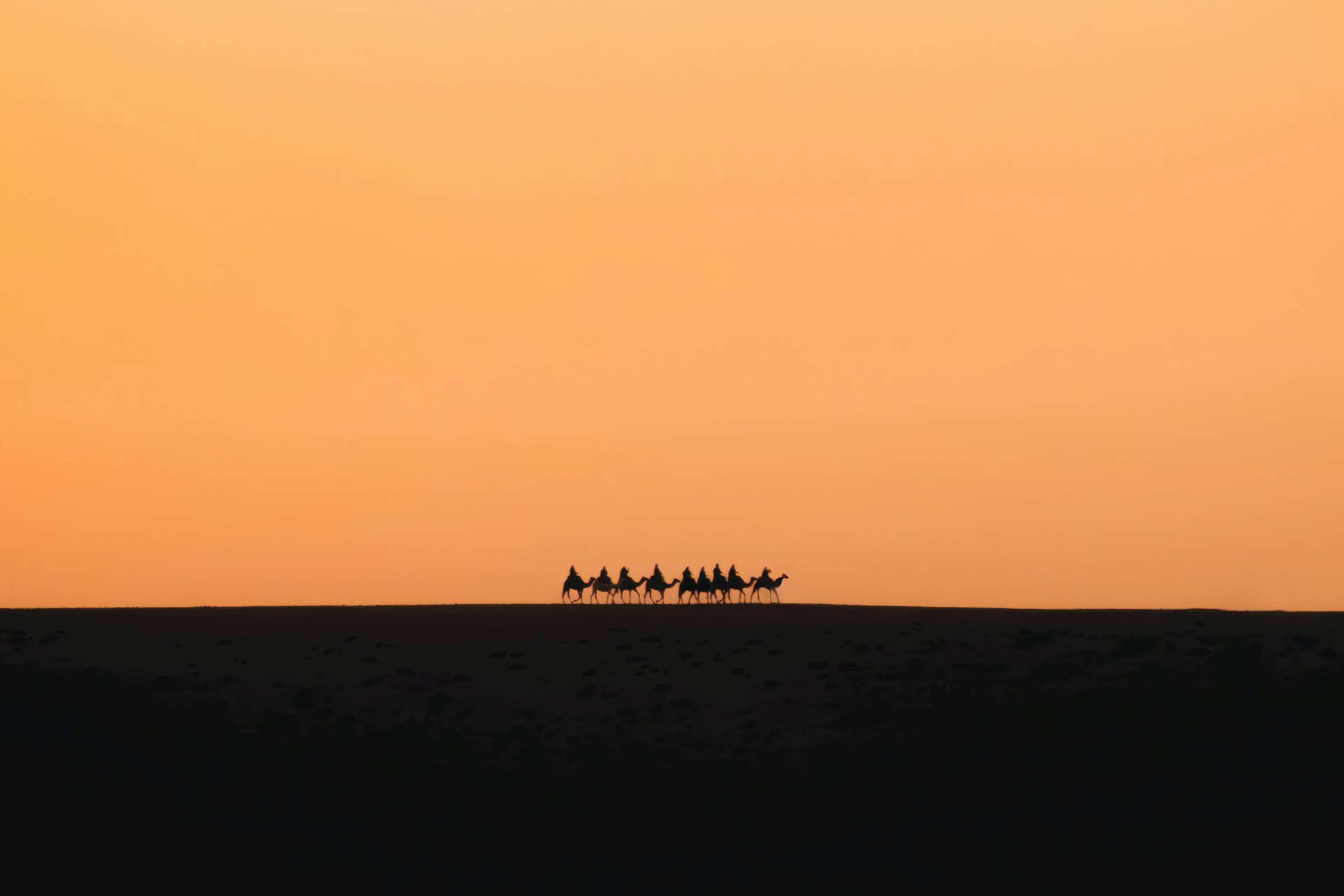 Camels silhouetted against an orange sunset sky