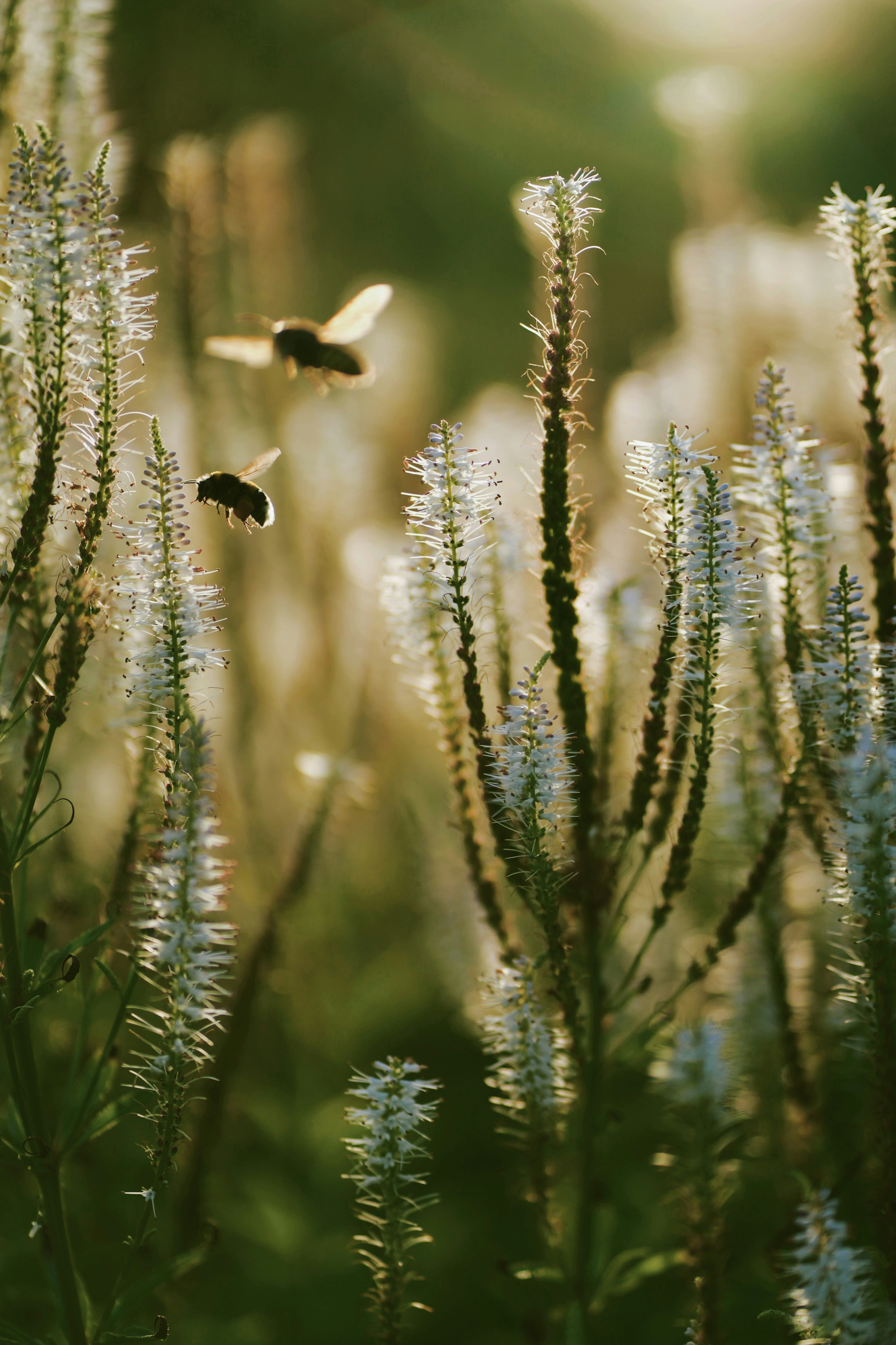 夕暮れ時に白い野生の花の間を飛ぶ2匹のミツバチ