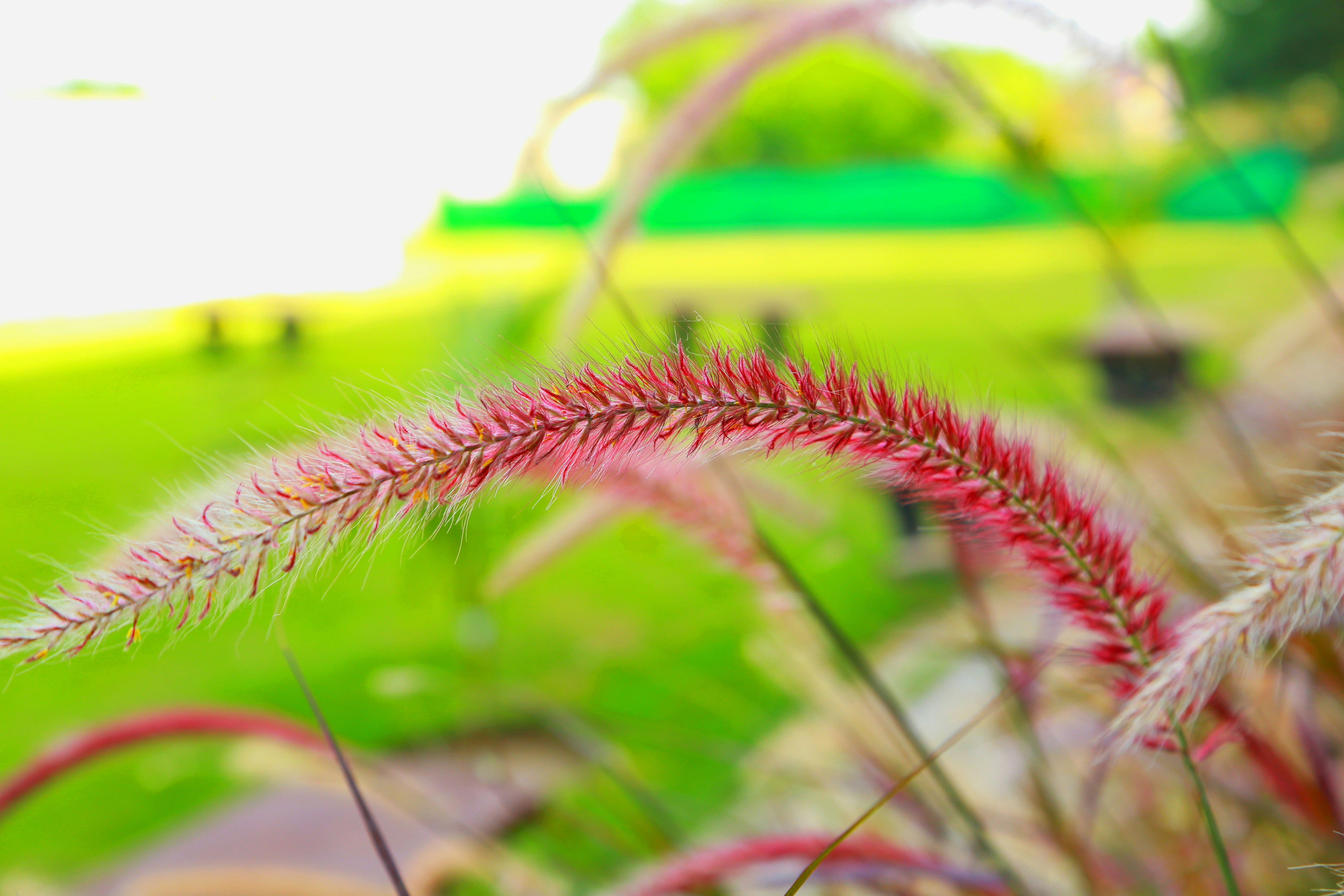 close-up, de, fofa, vermelho, fonte, grama, em, sunlight.
