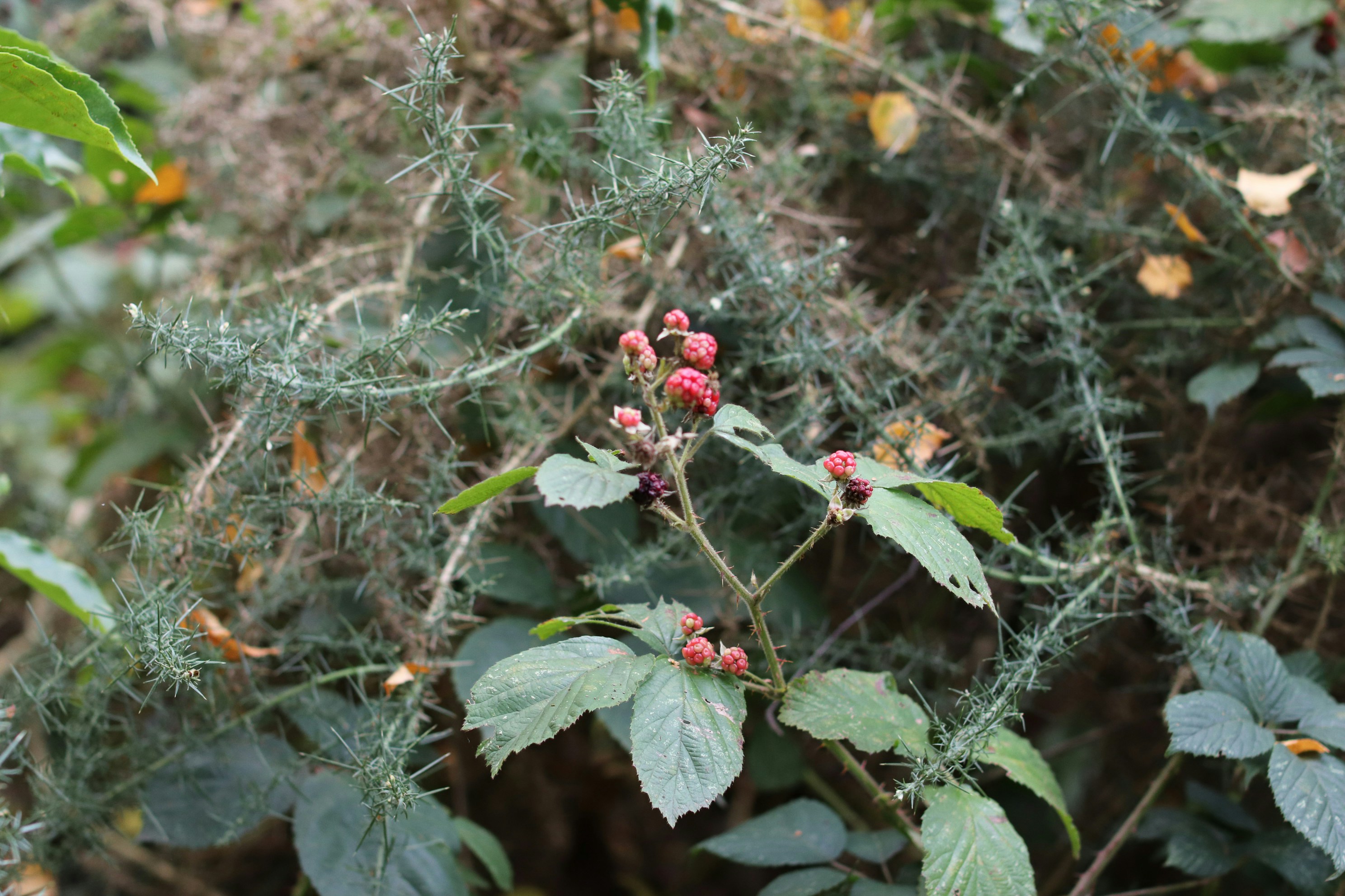 Red berries growing on a thorny bush