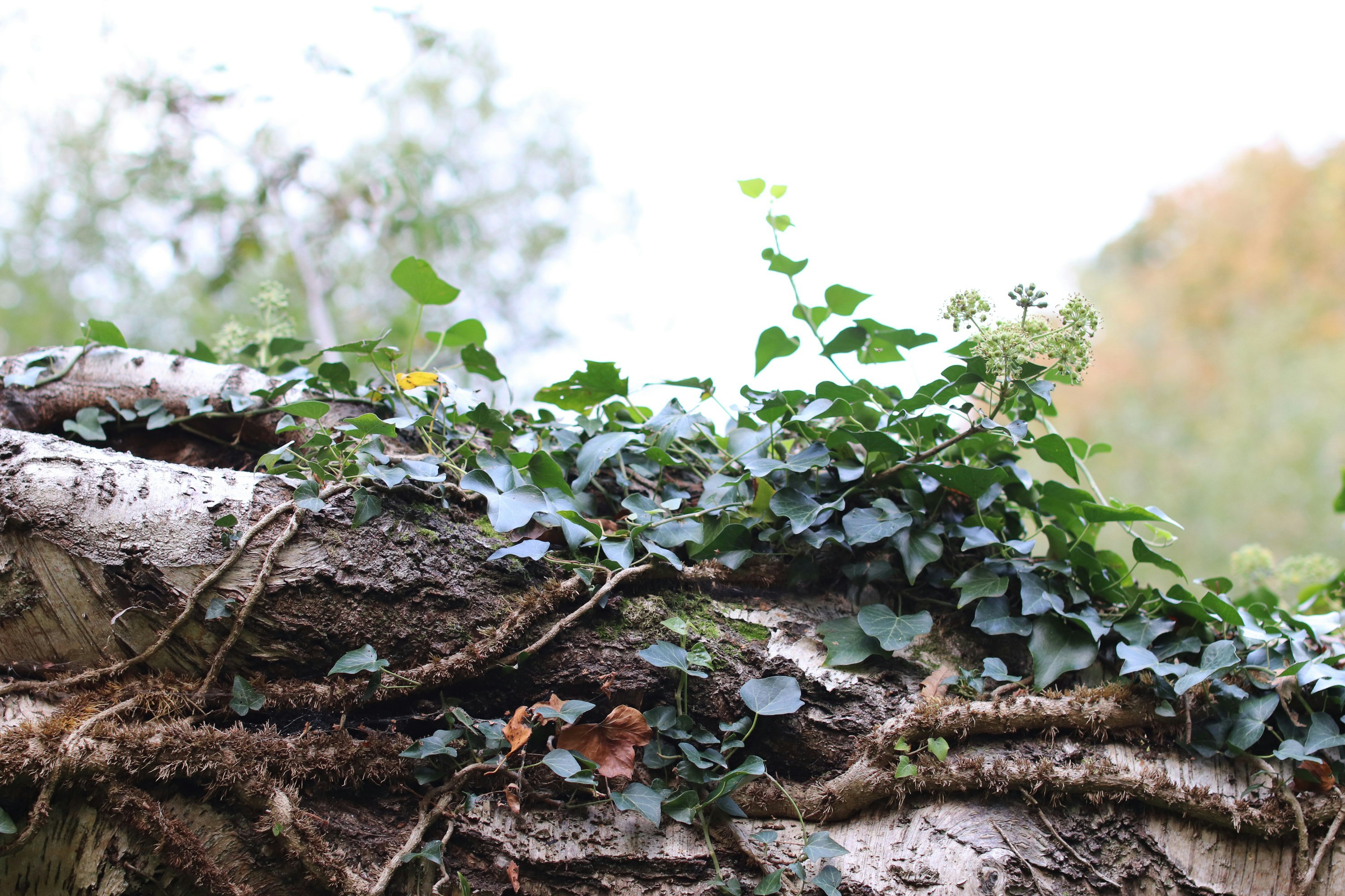 Photo by tanyabarrow