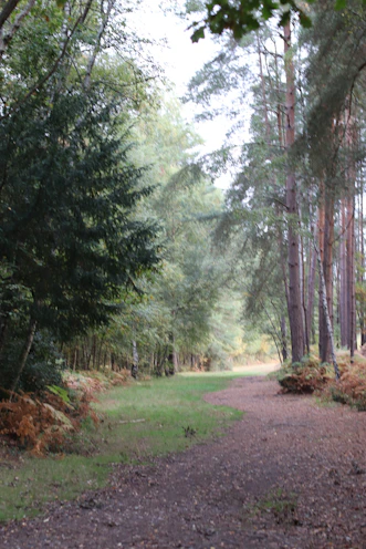 A path through a dense forest with tall trees.