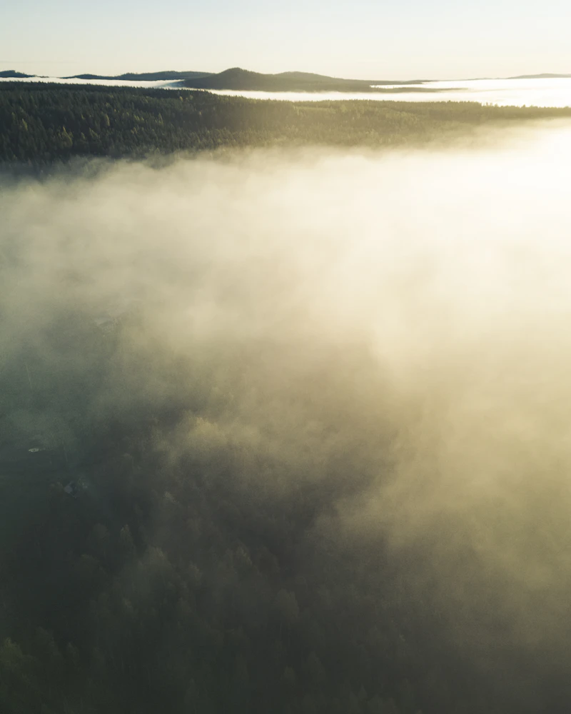 Misty forest at sunrise with golden light