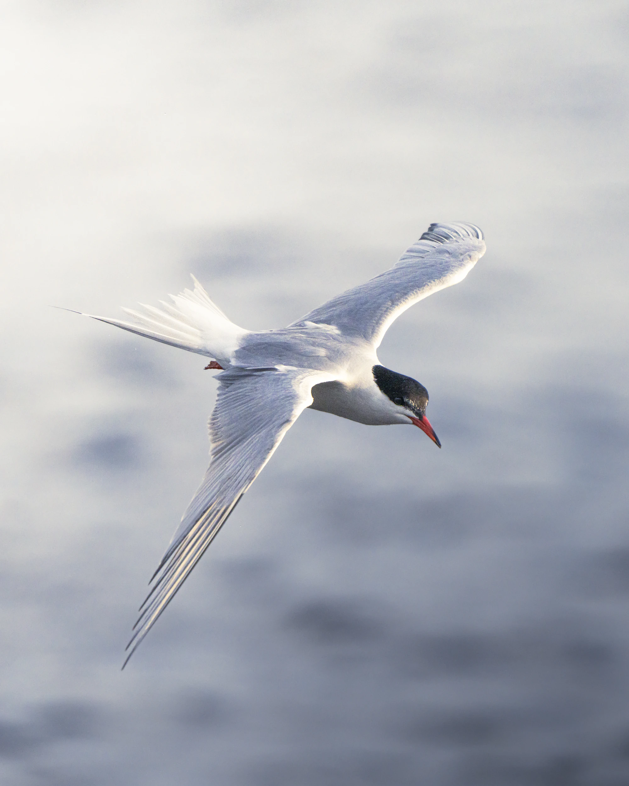 An arctic tern banking in flight over pale water, far wing raised