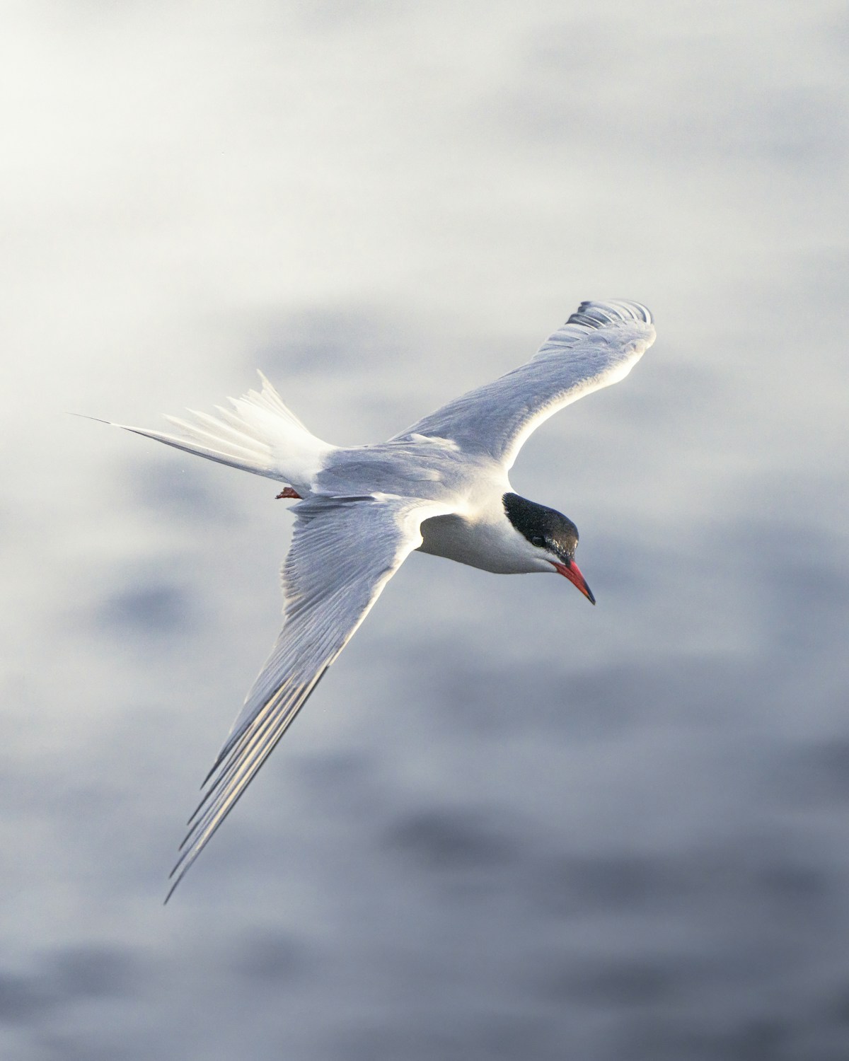 From 30 Nesting Pairs to 460 Nests in Five Years: Maryland's Common Terns Just Proved a Floating Raft Beats a Vanishing Island