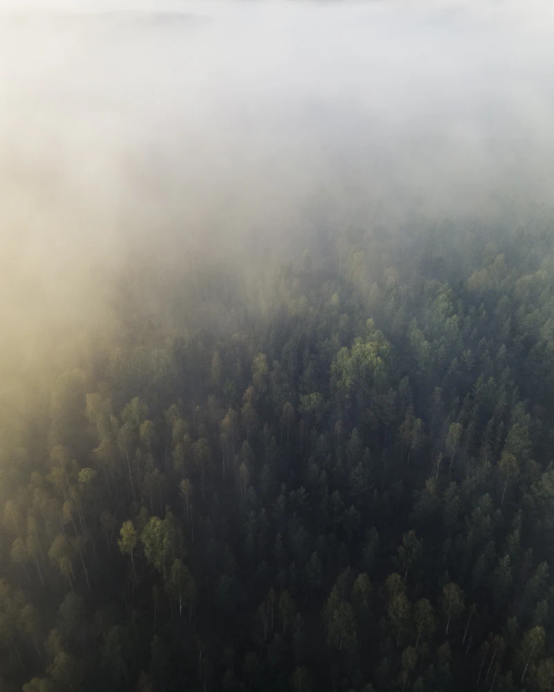 Misty forest canopy seen from above at sunrise — a sea of fog and trees.