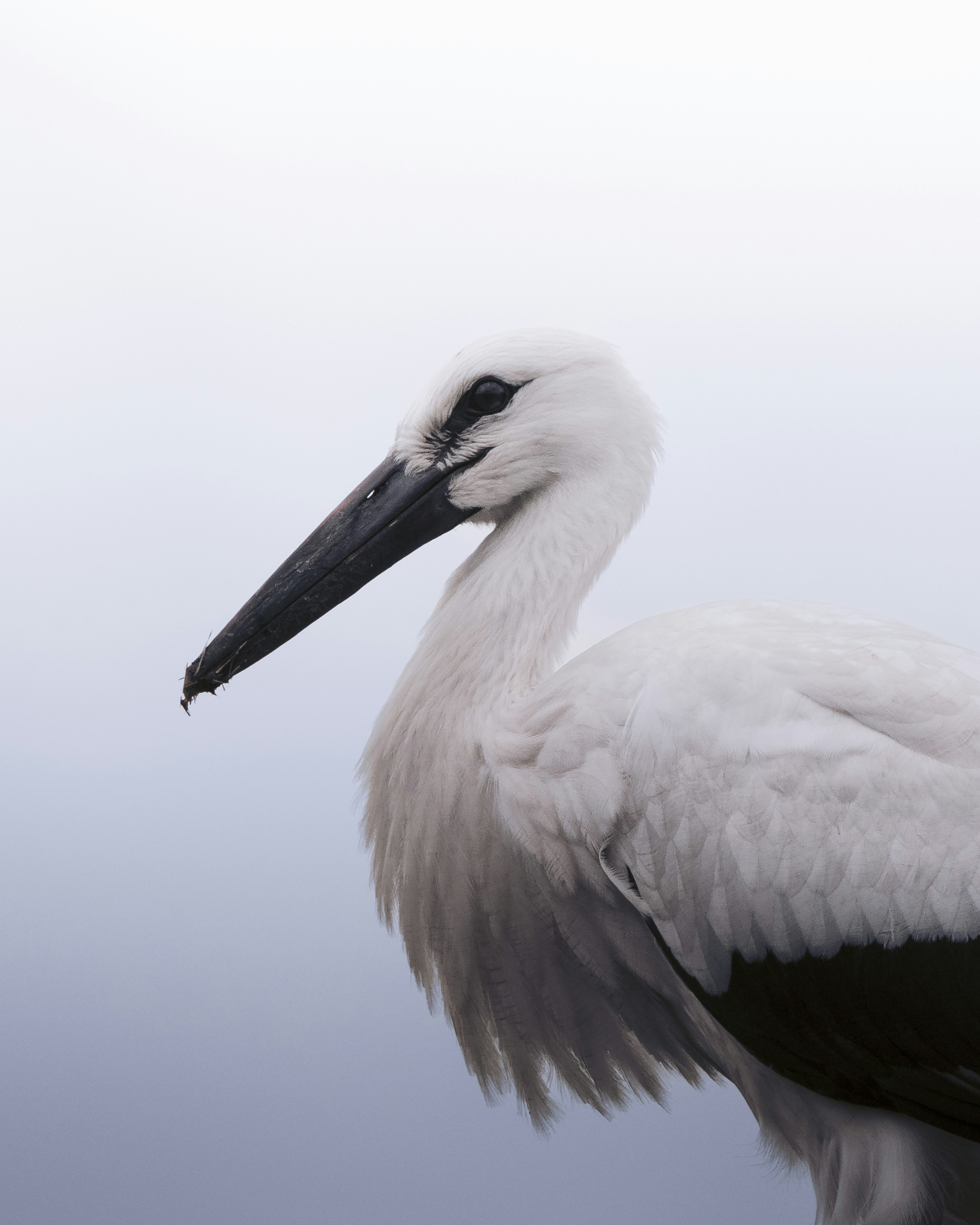 A white stork with a long black beak.