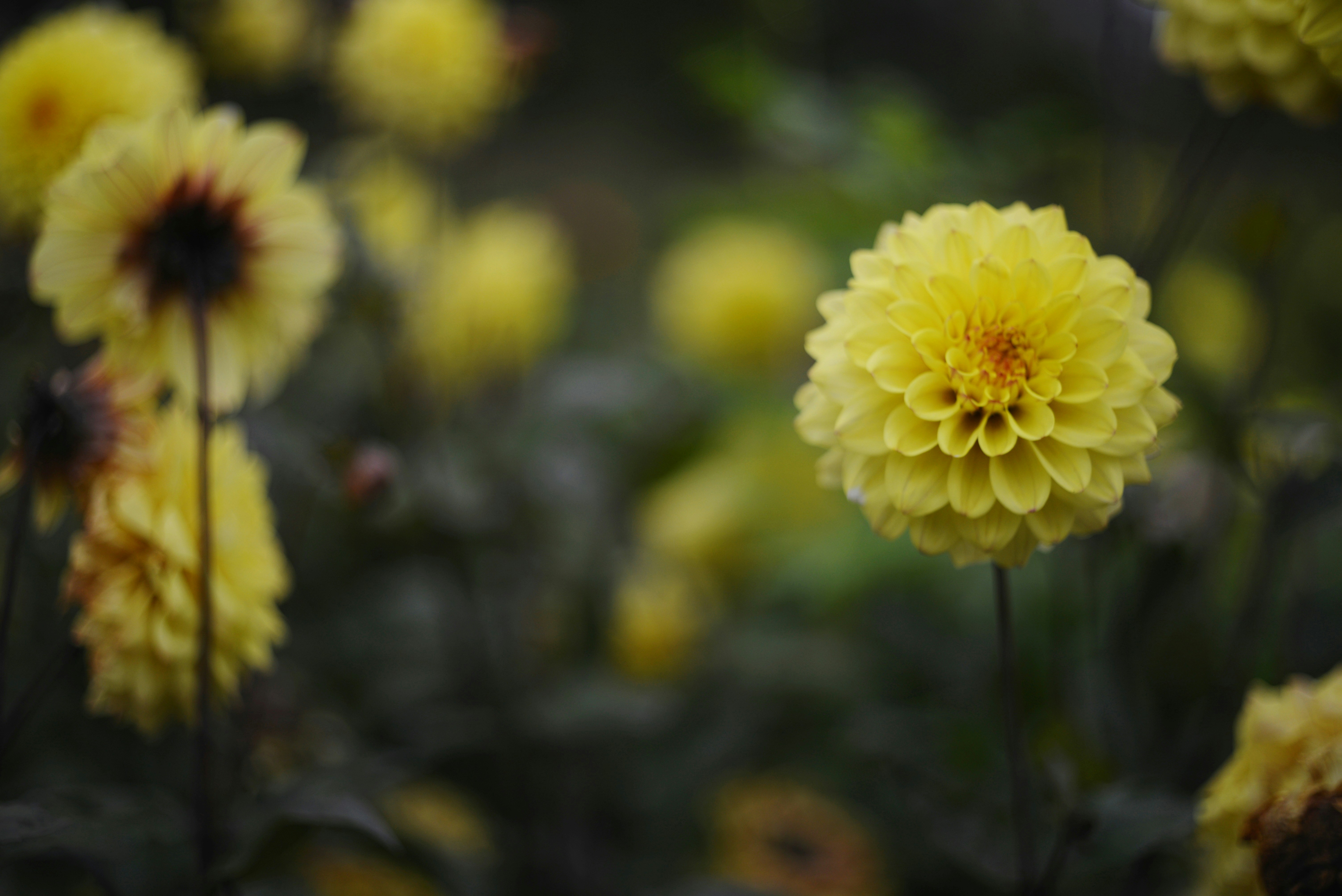 Photo by cherstve_pechivo